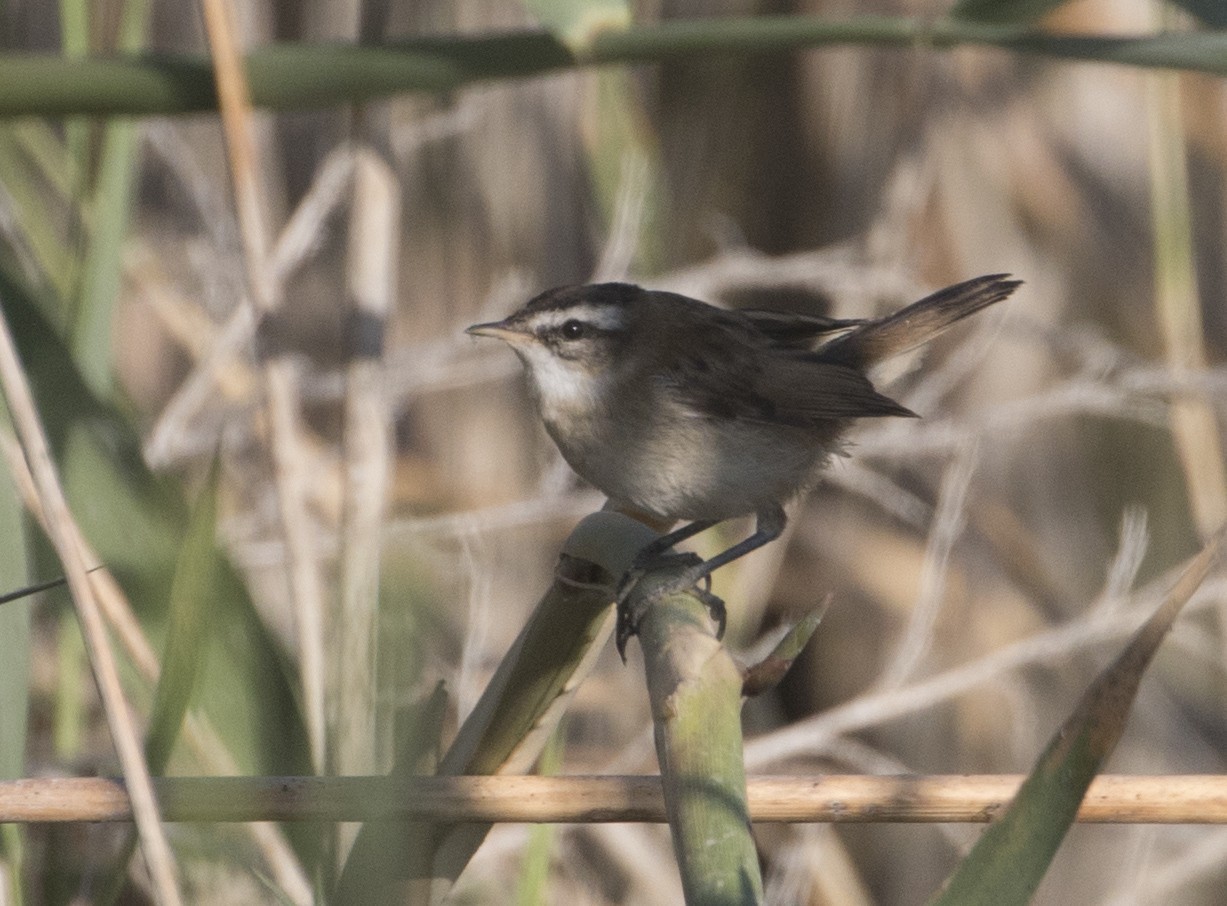 Moustached Warbler