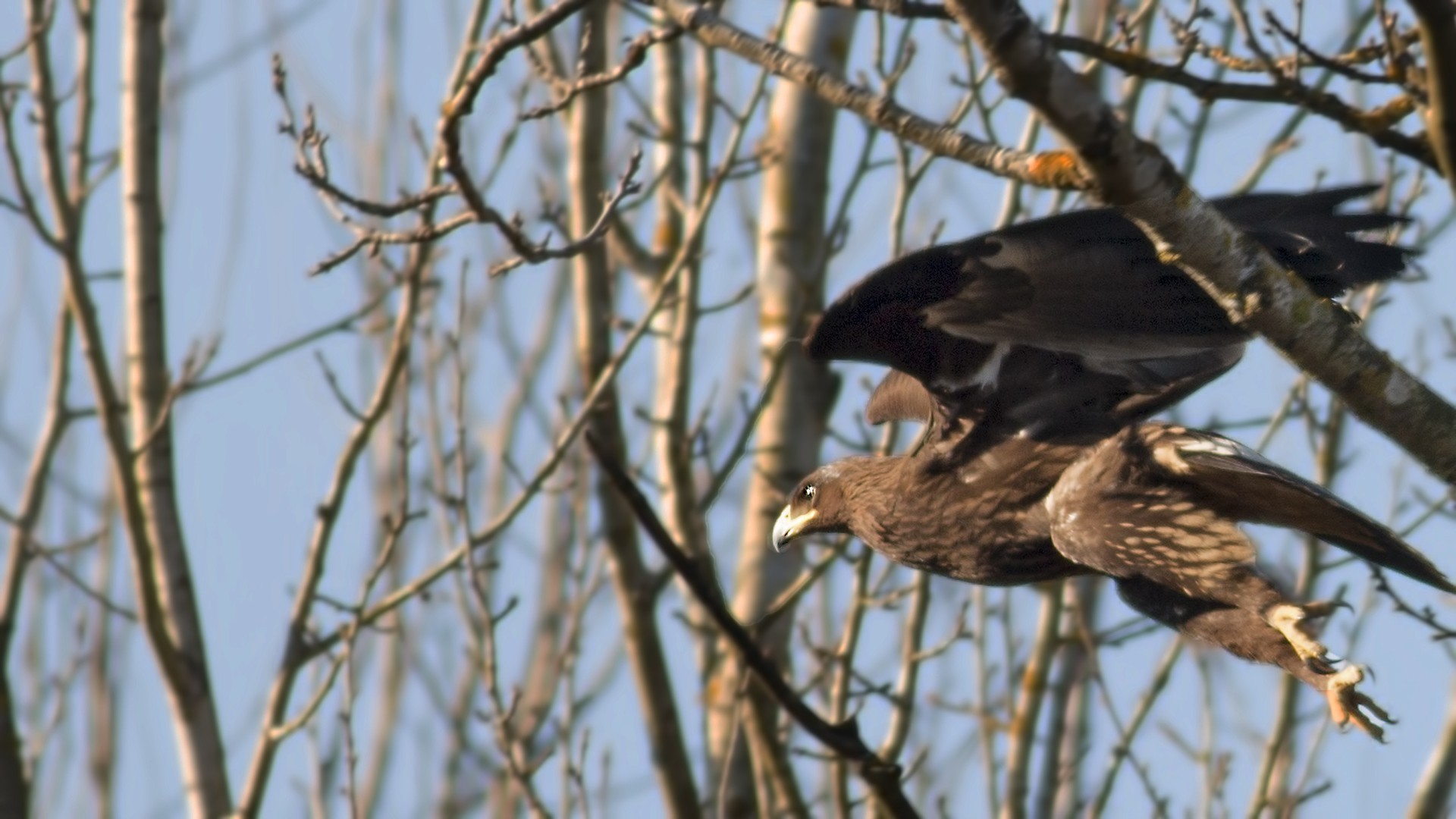 Greater Spotted Eagle