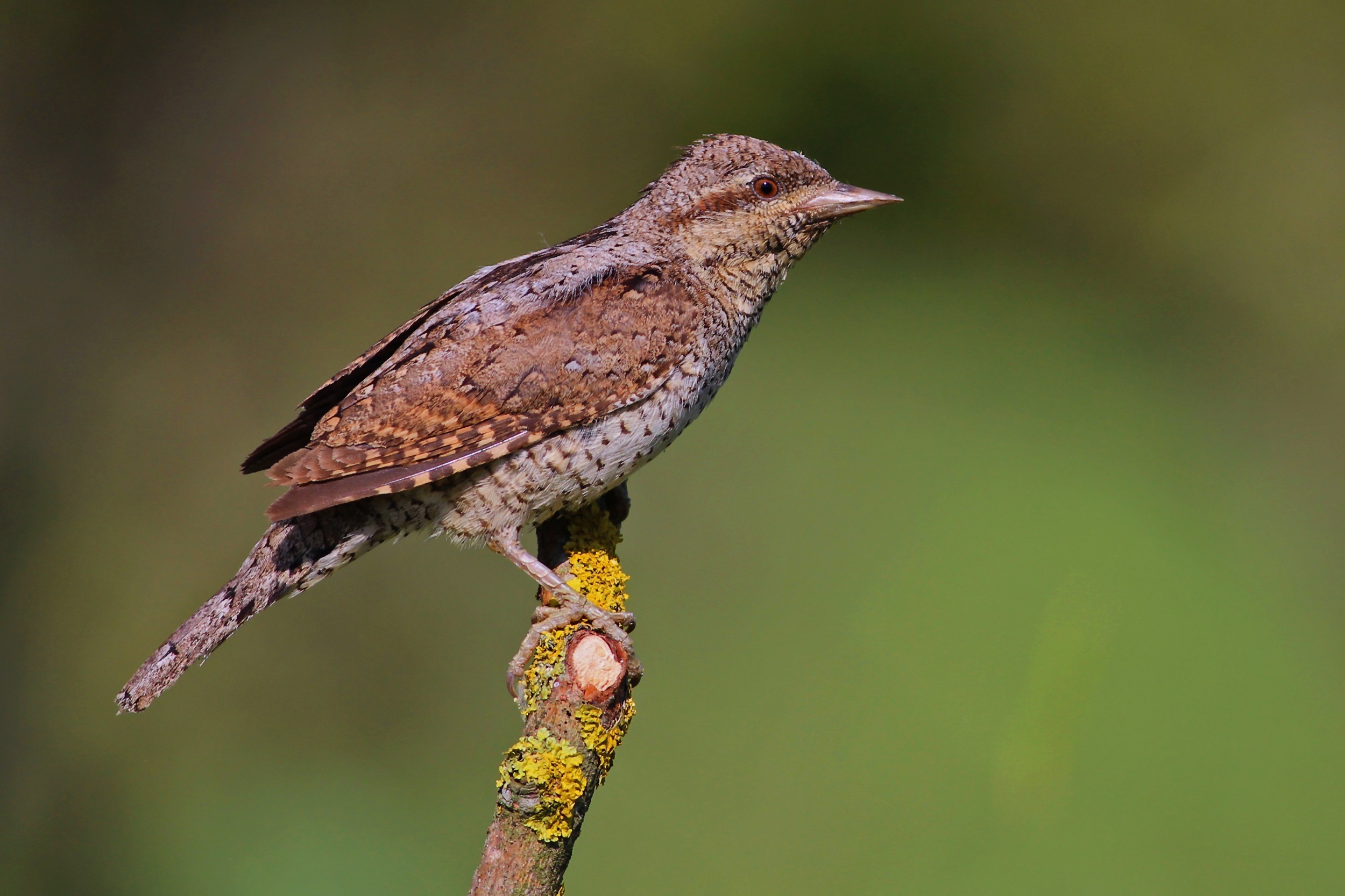 Eurasian Wryneck