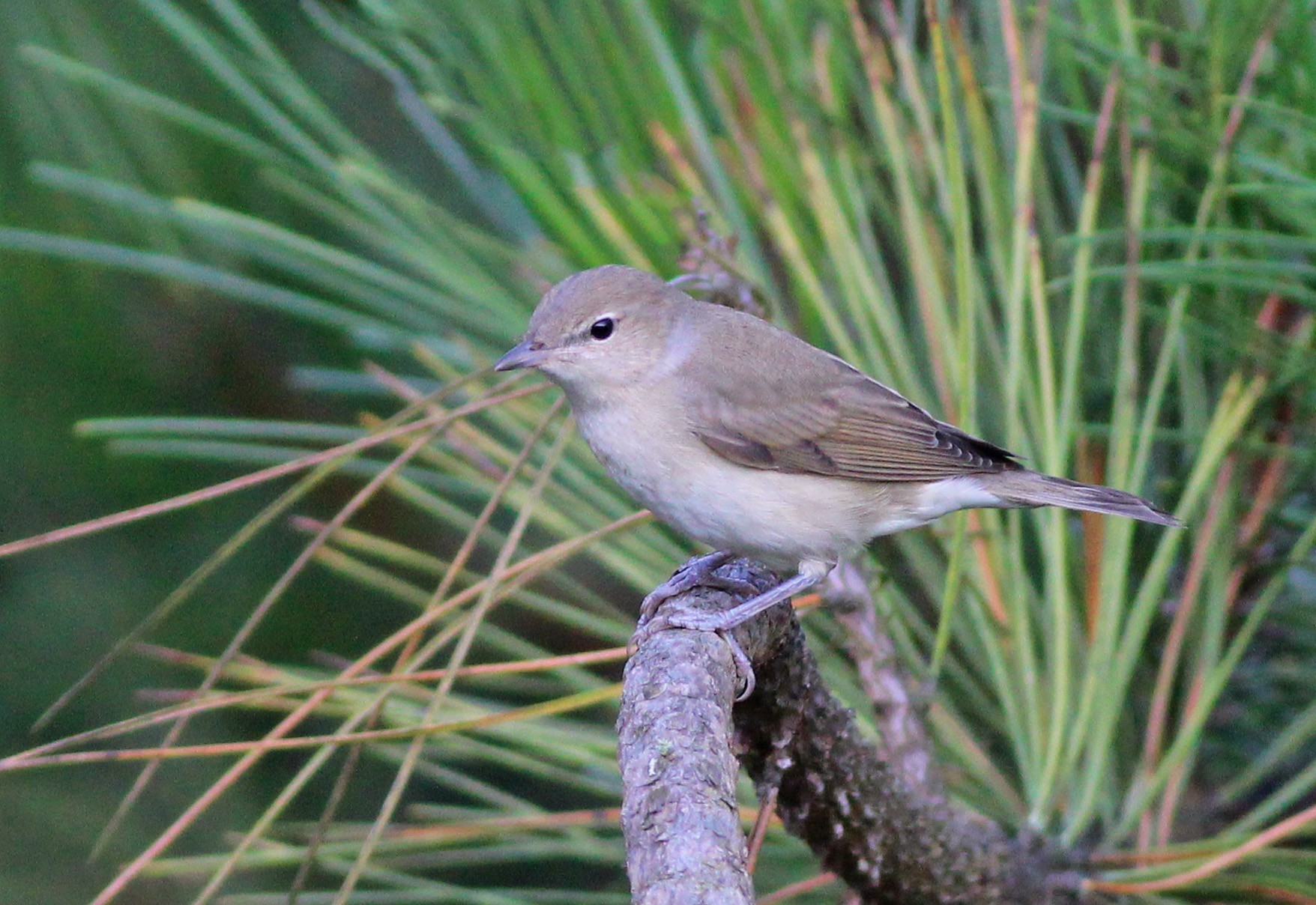 Garden Warbler