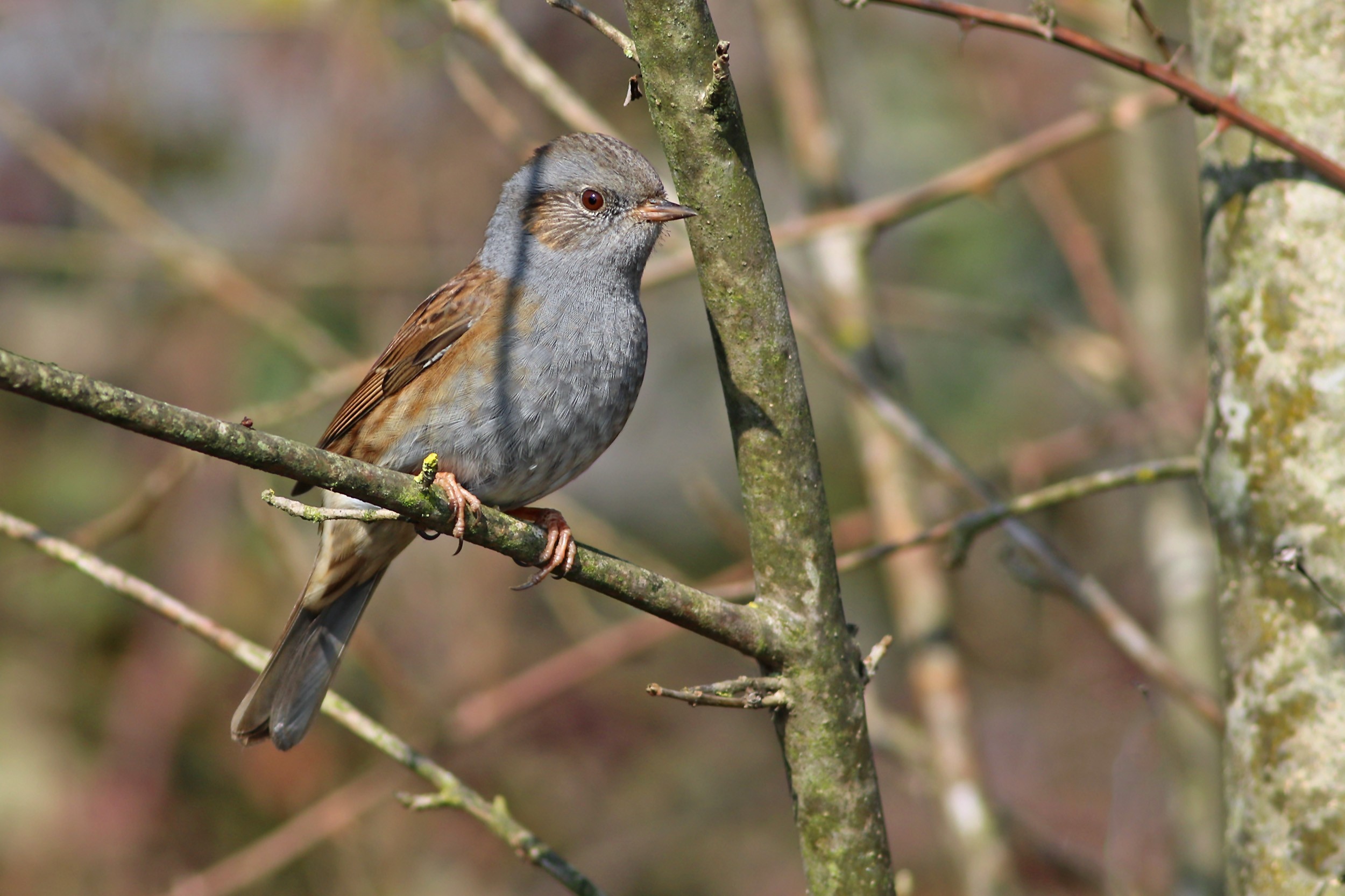 Dunnock