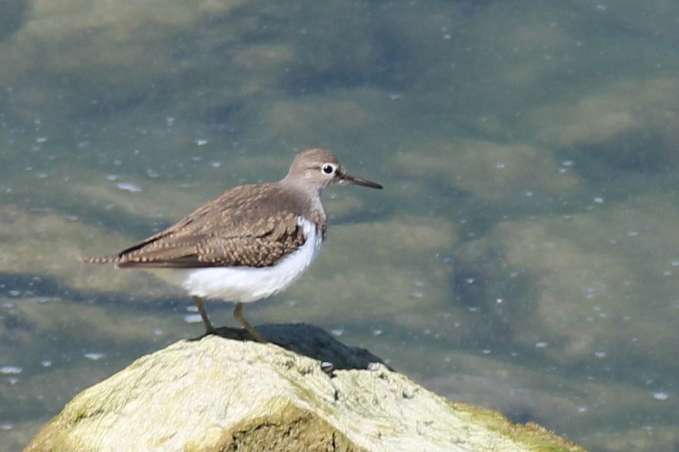 Common Sandpiper