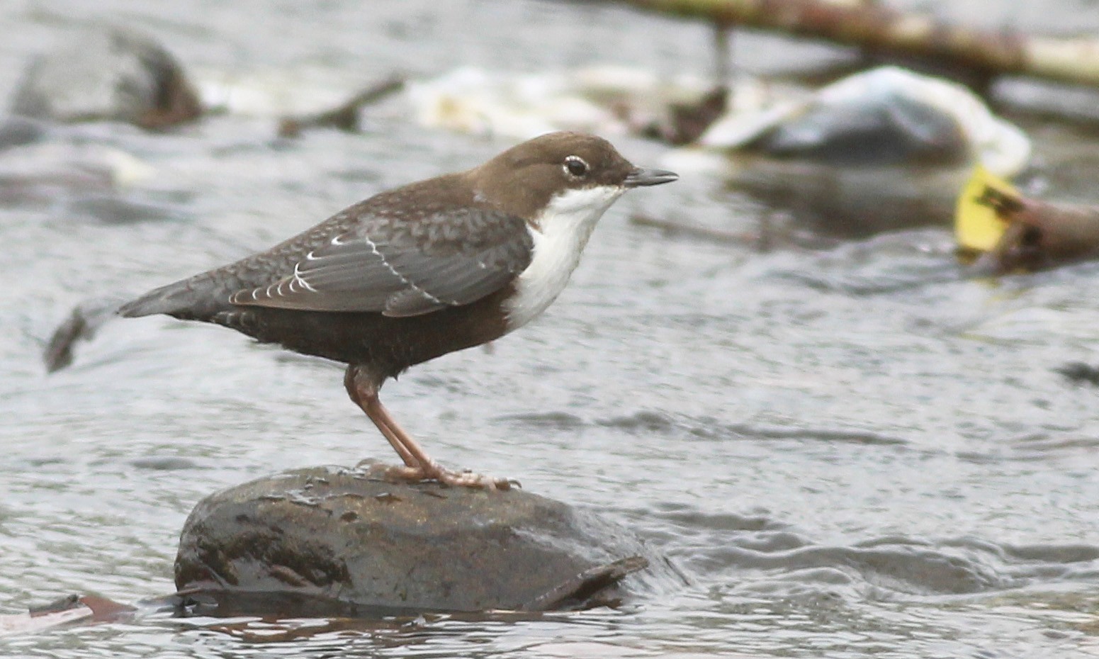 White-throated Dipper