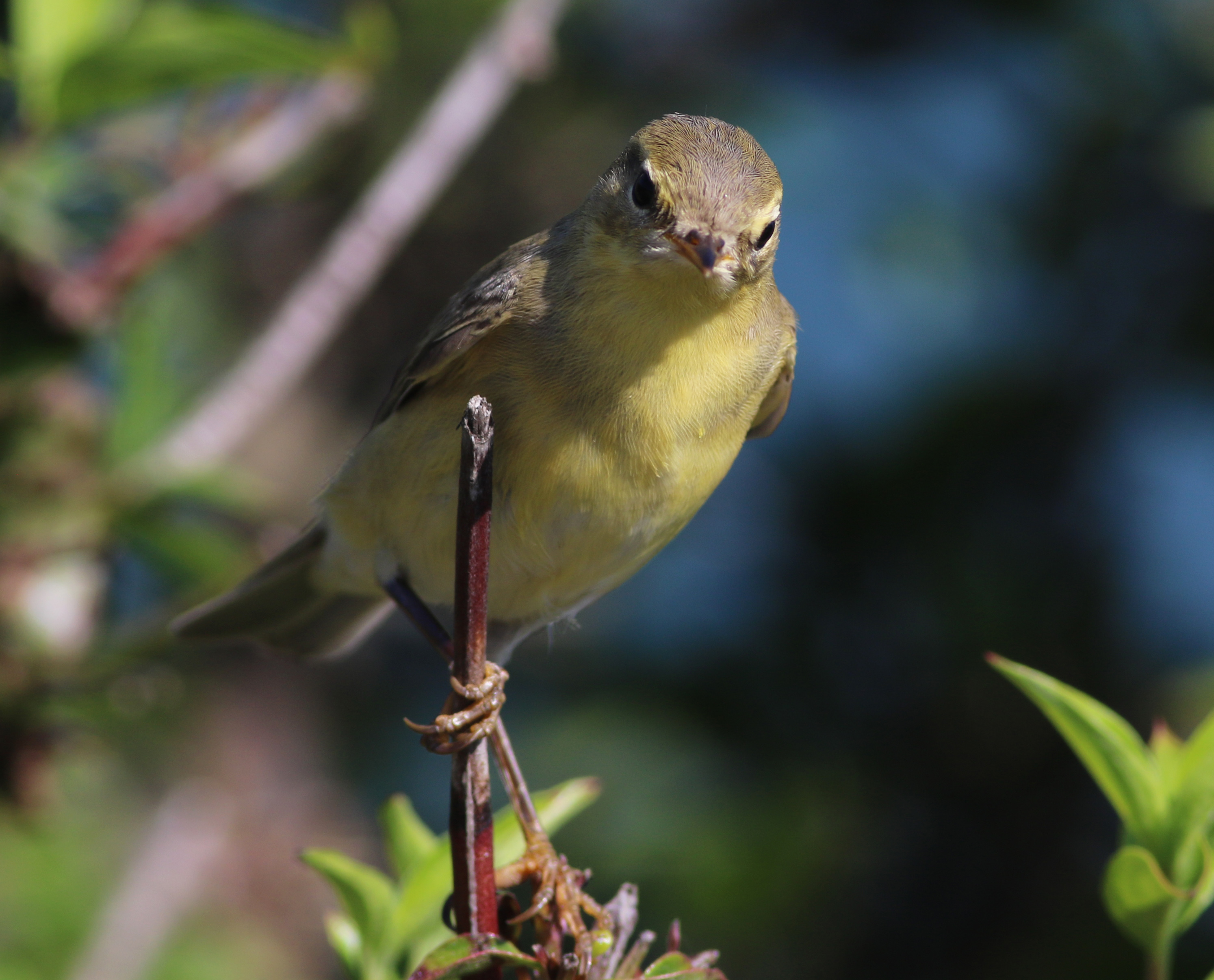 Willow Warbler
