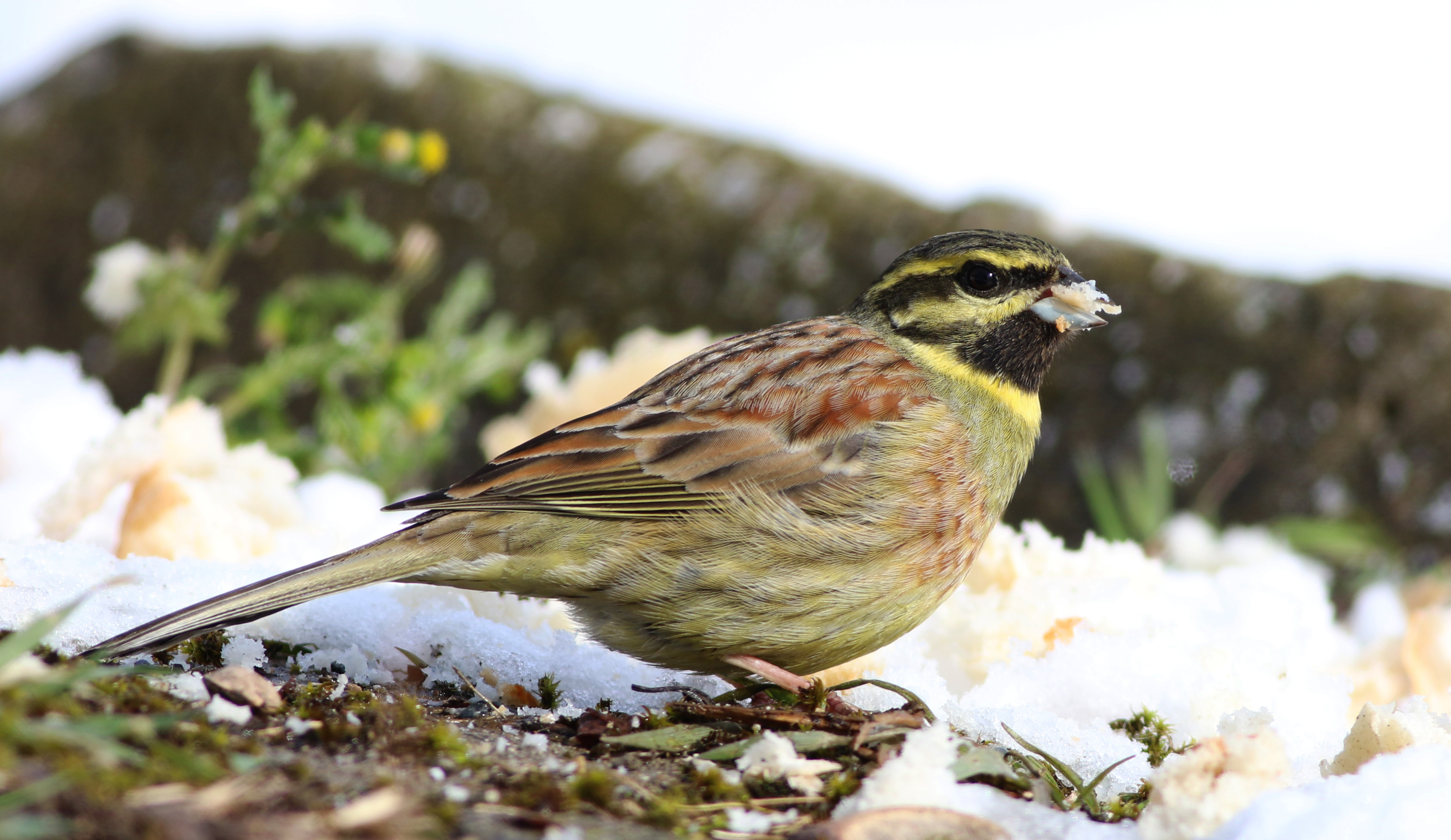 Cirl Bunting