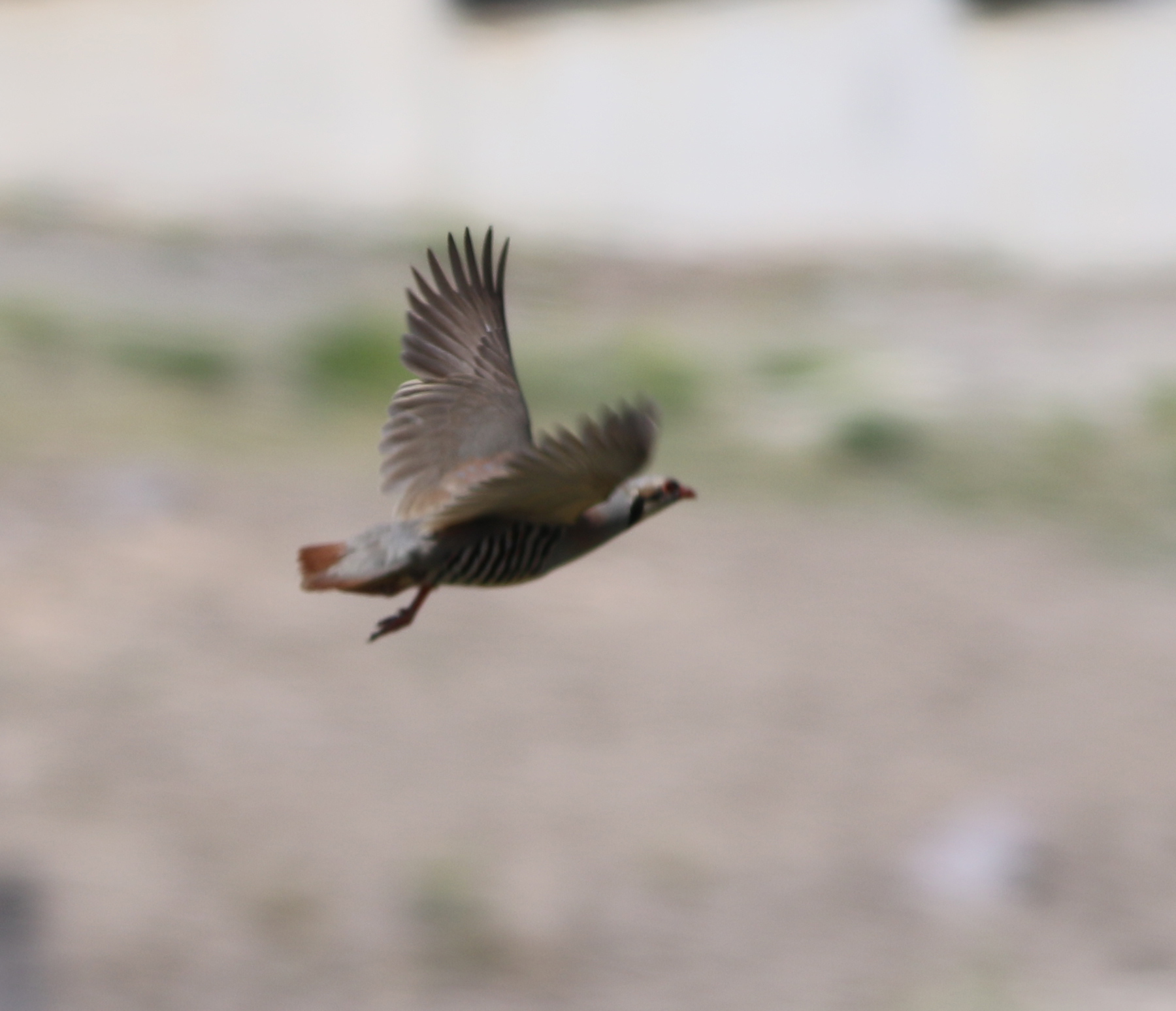 Chukar