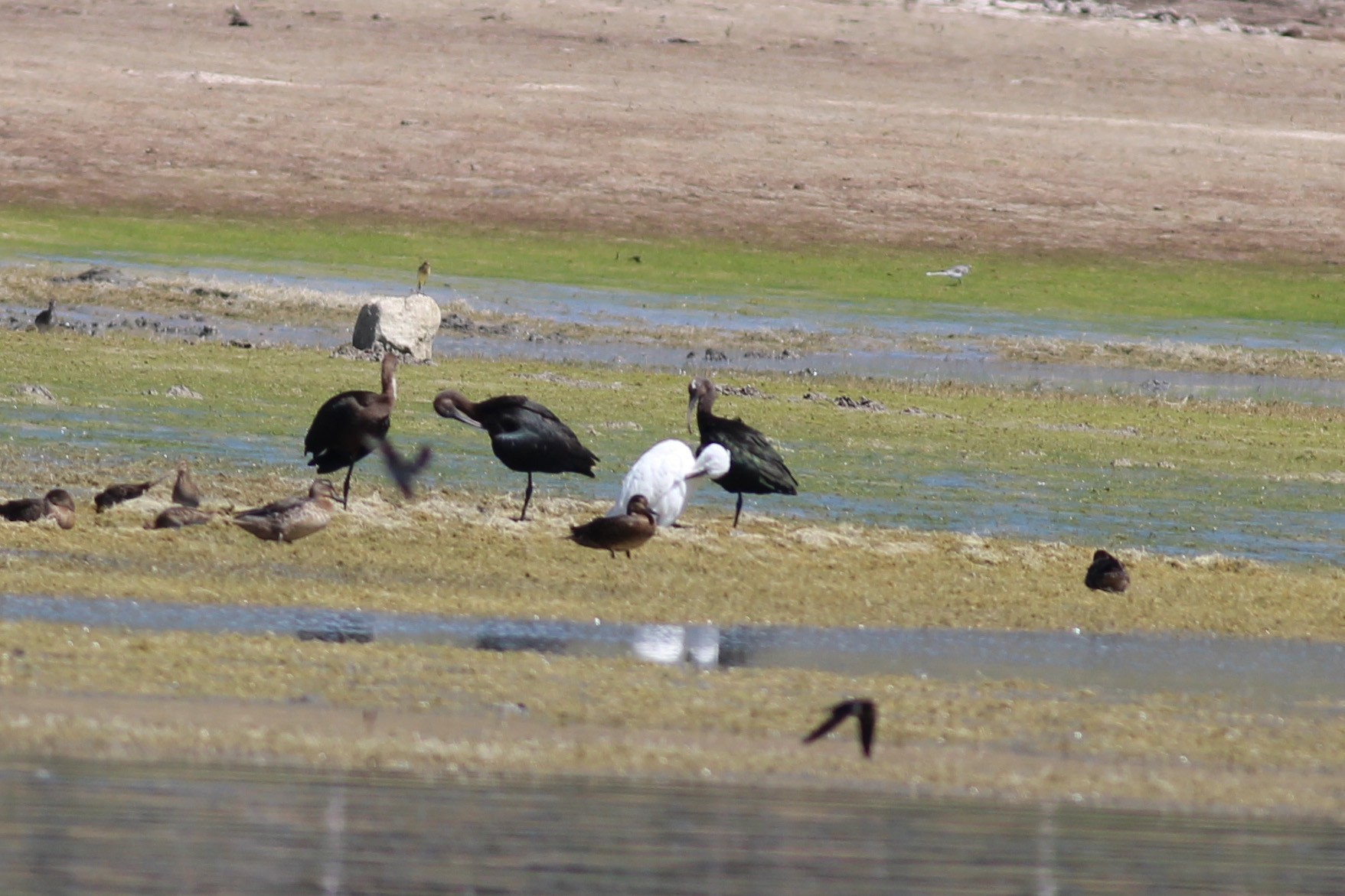 Glossy Ibis