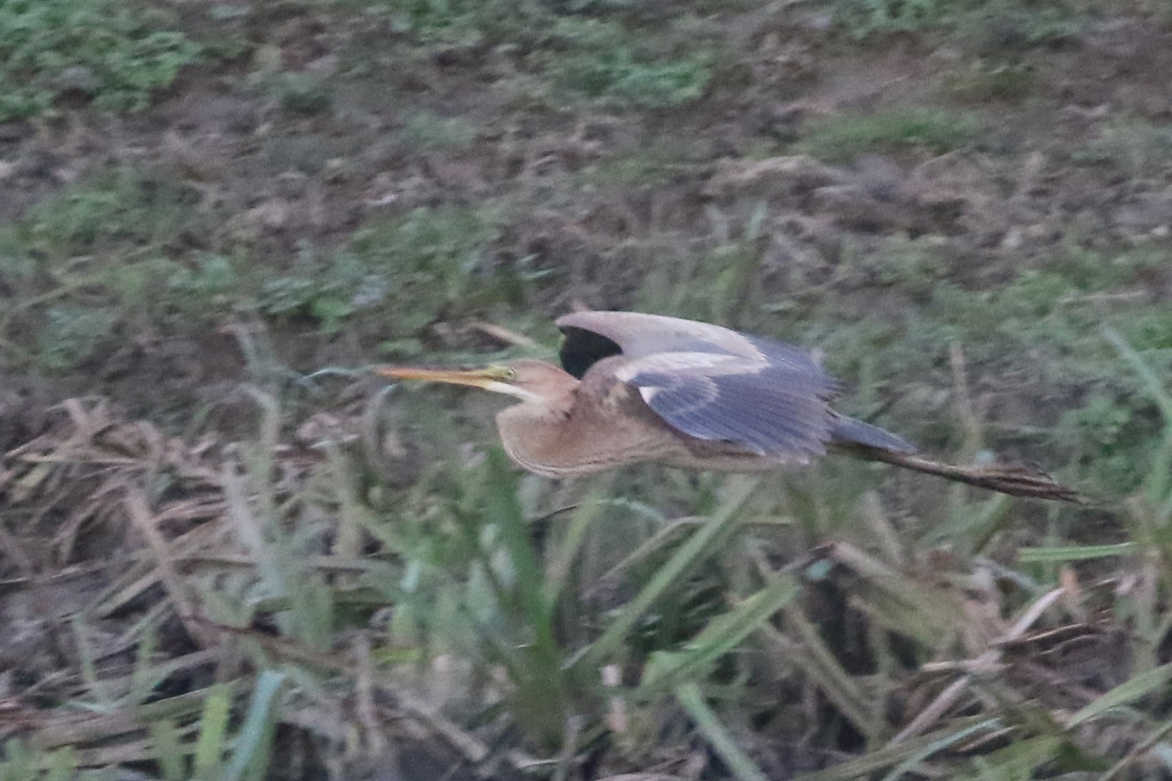 Purple Heron