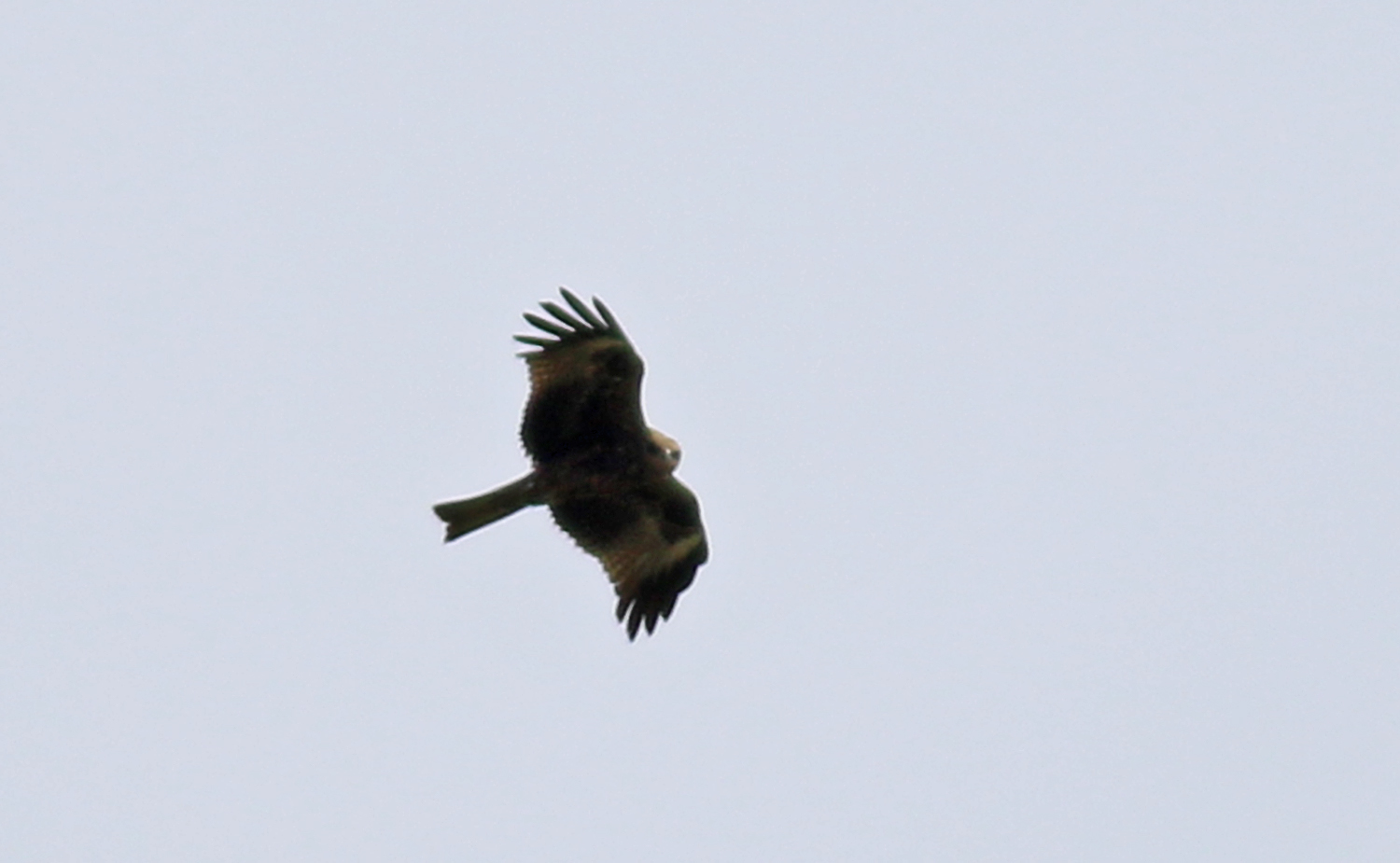Black Kite