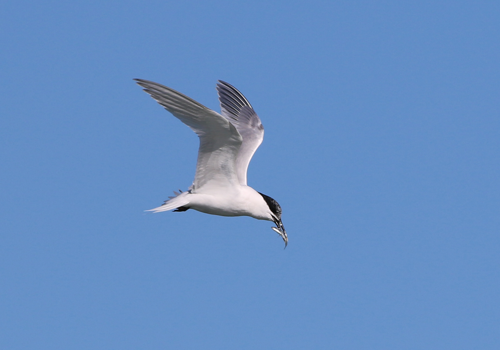 Sandwich Tern