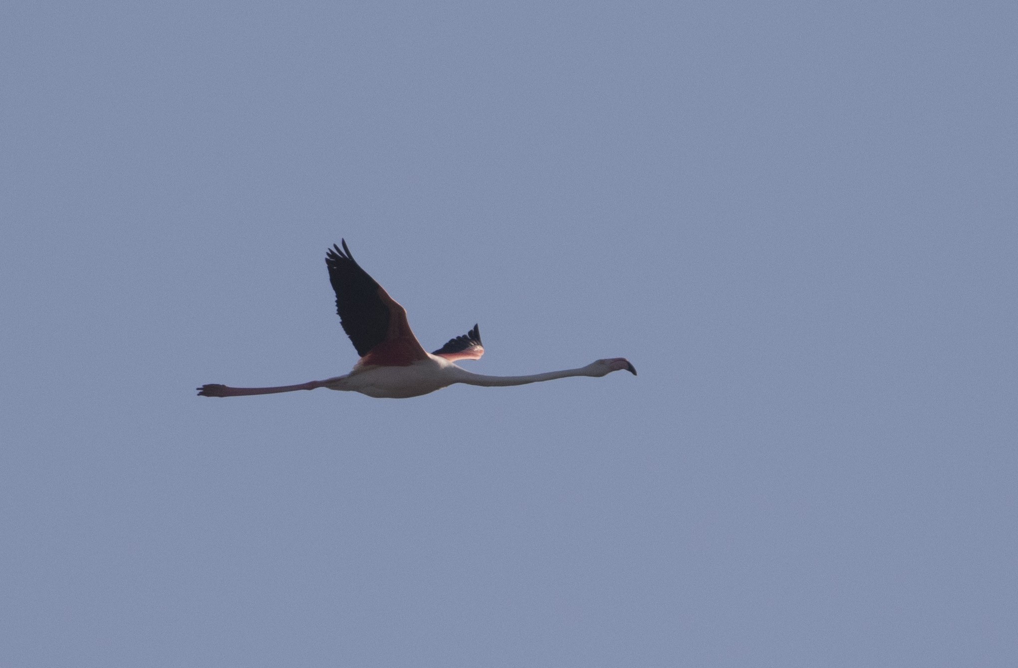 Greater Flamingo
