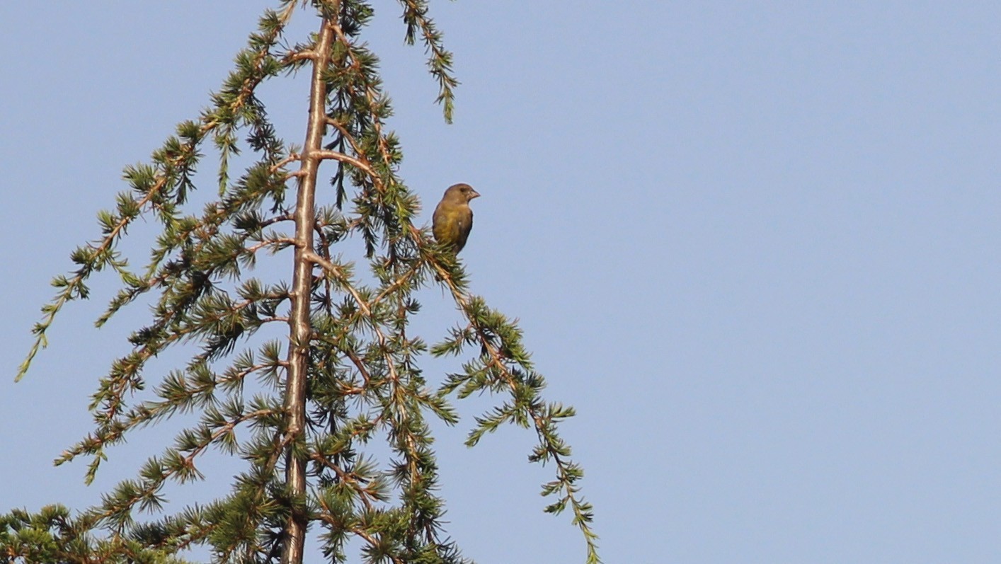 European Greenfinch
