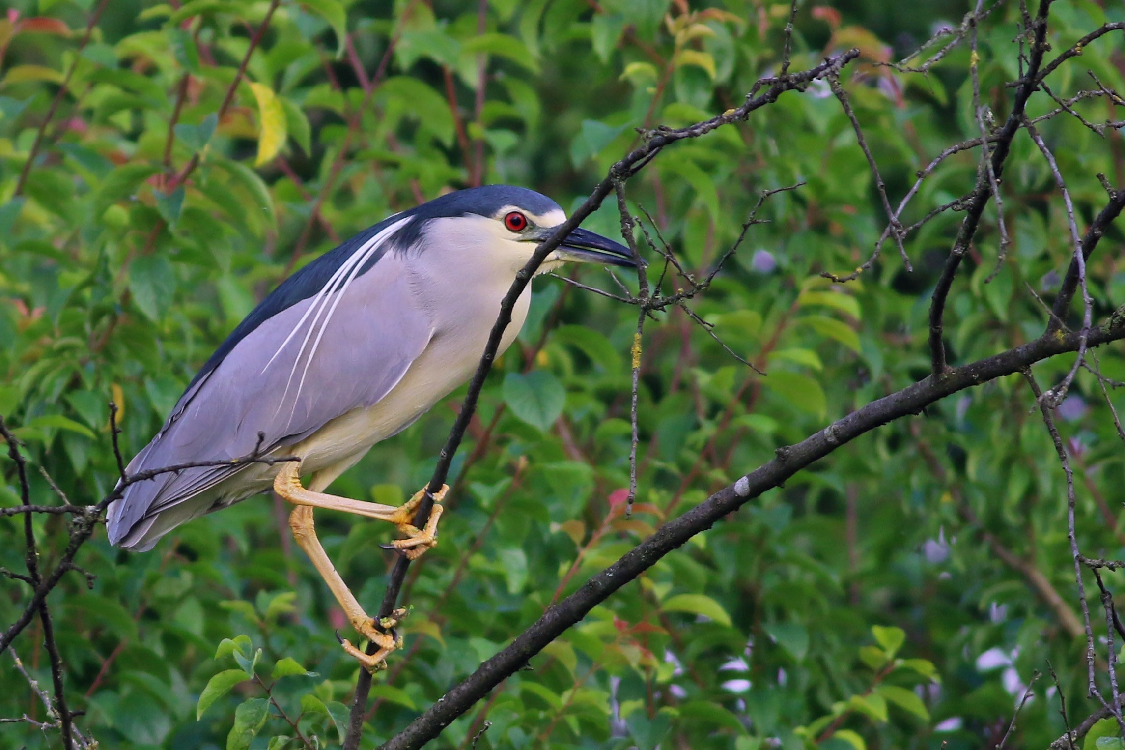 Black-crowned Night-Heron