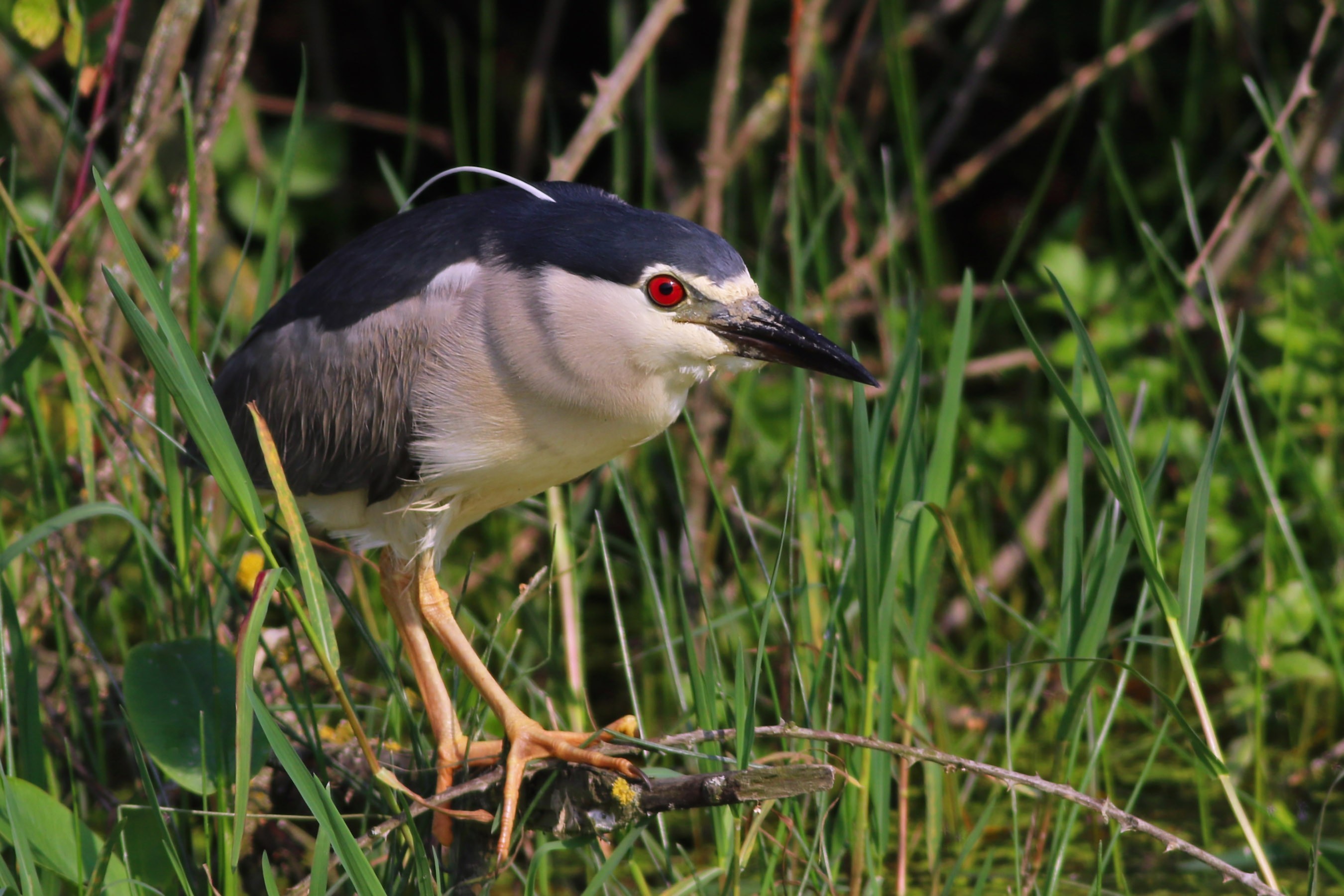 Black-crowned Night-Heron
