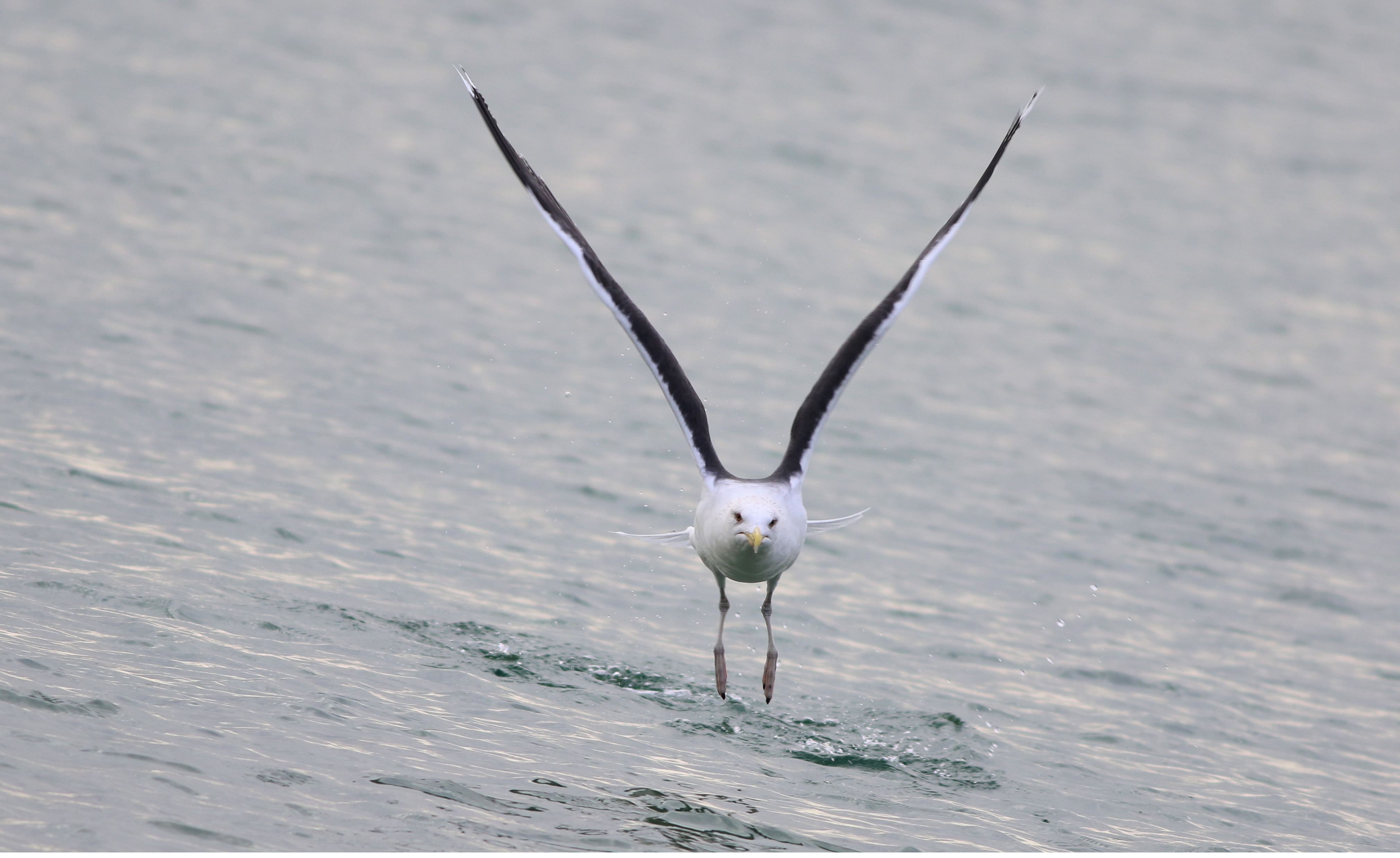 Great Black-backed Gull