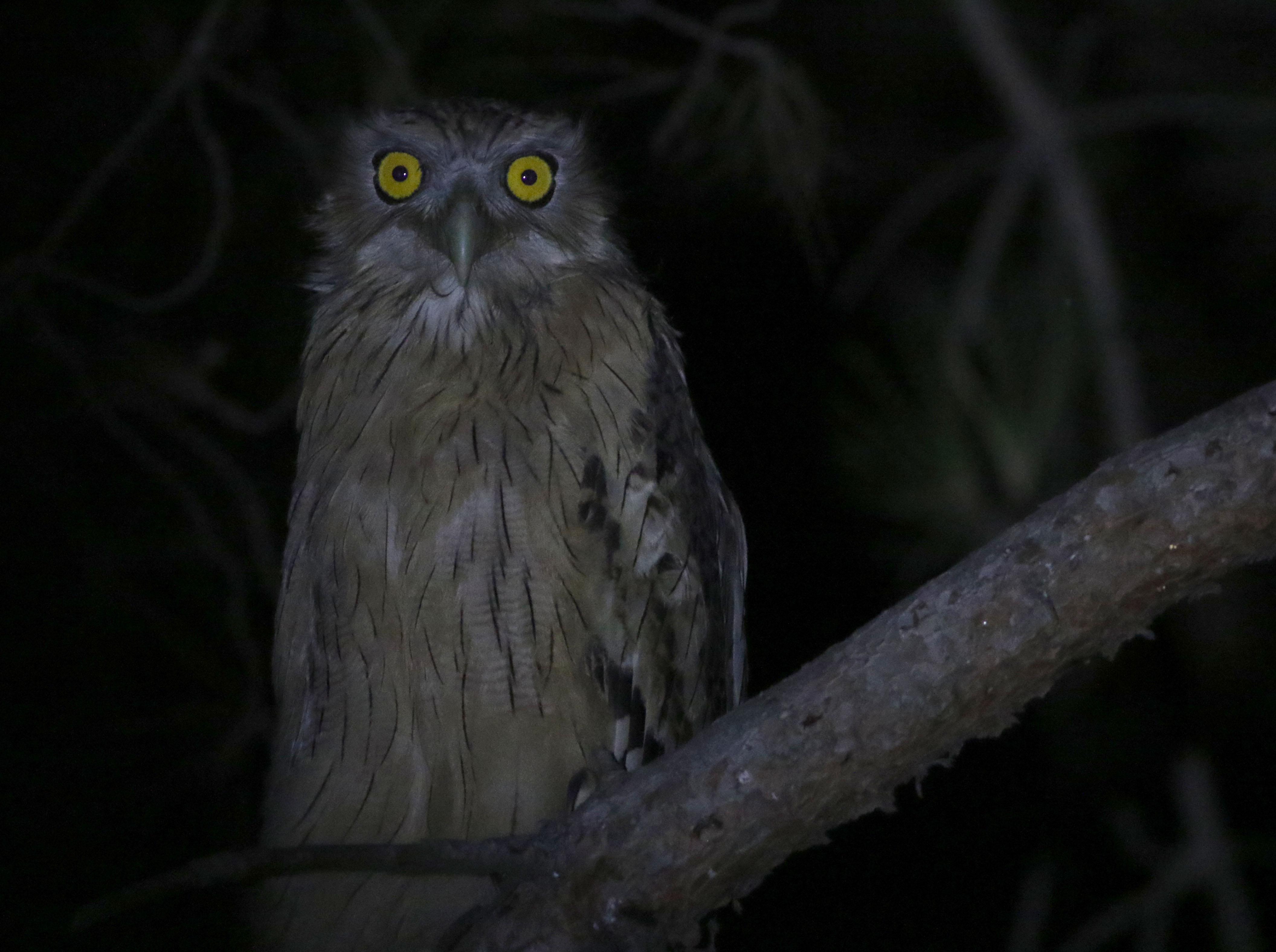 Brown Fish-Owl