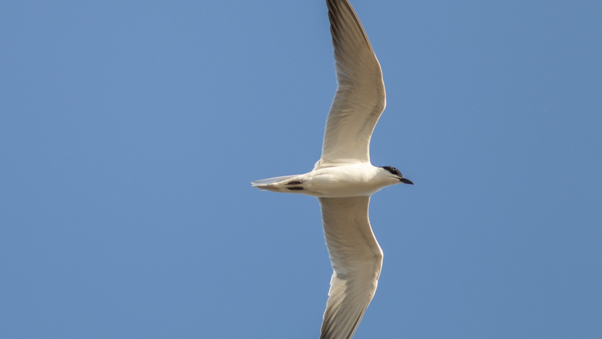 Gull-billed Tern