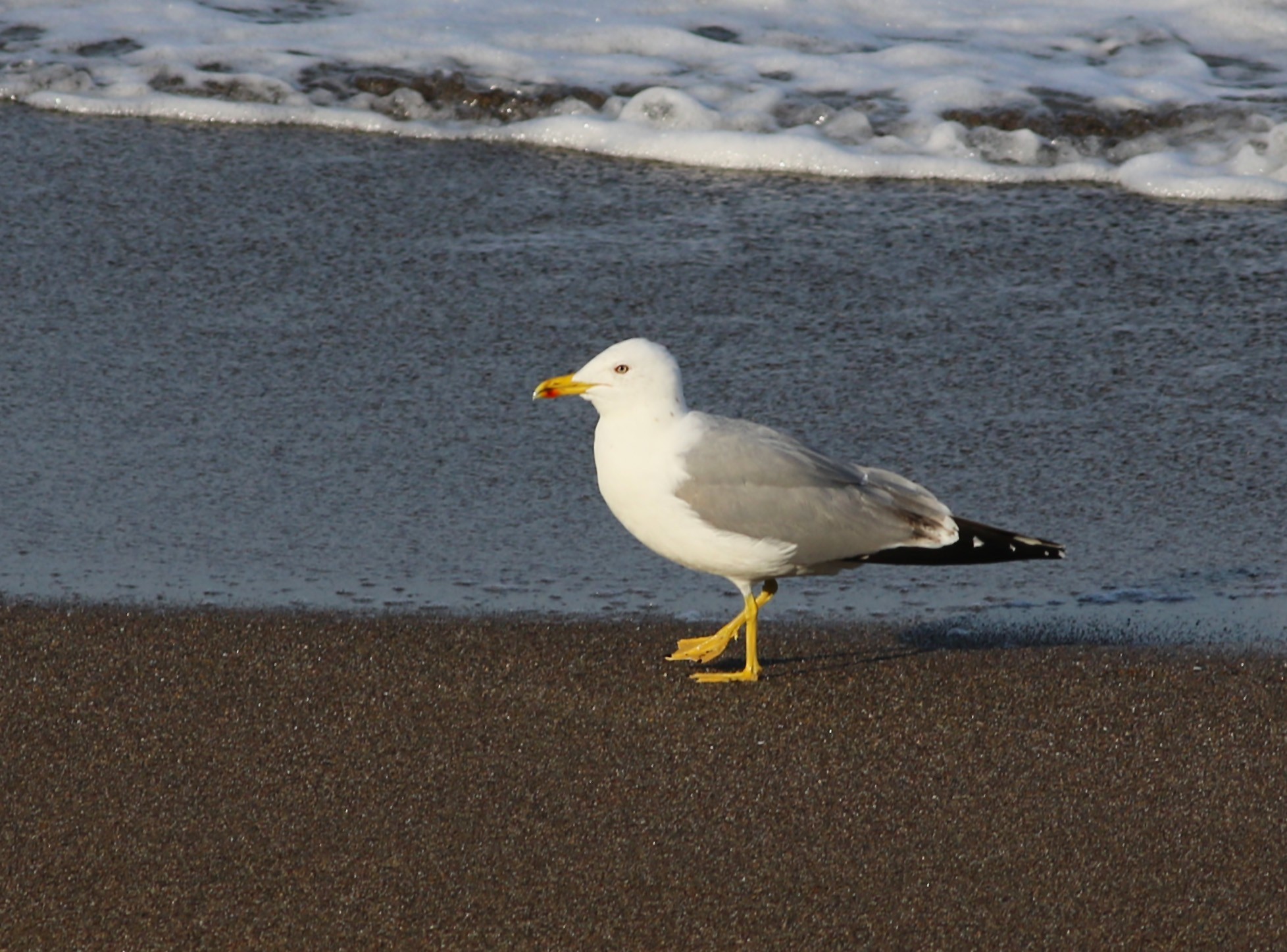 Yellow-legged Gull