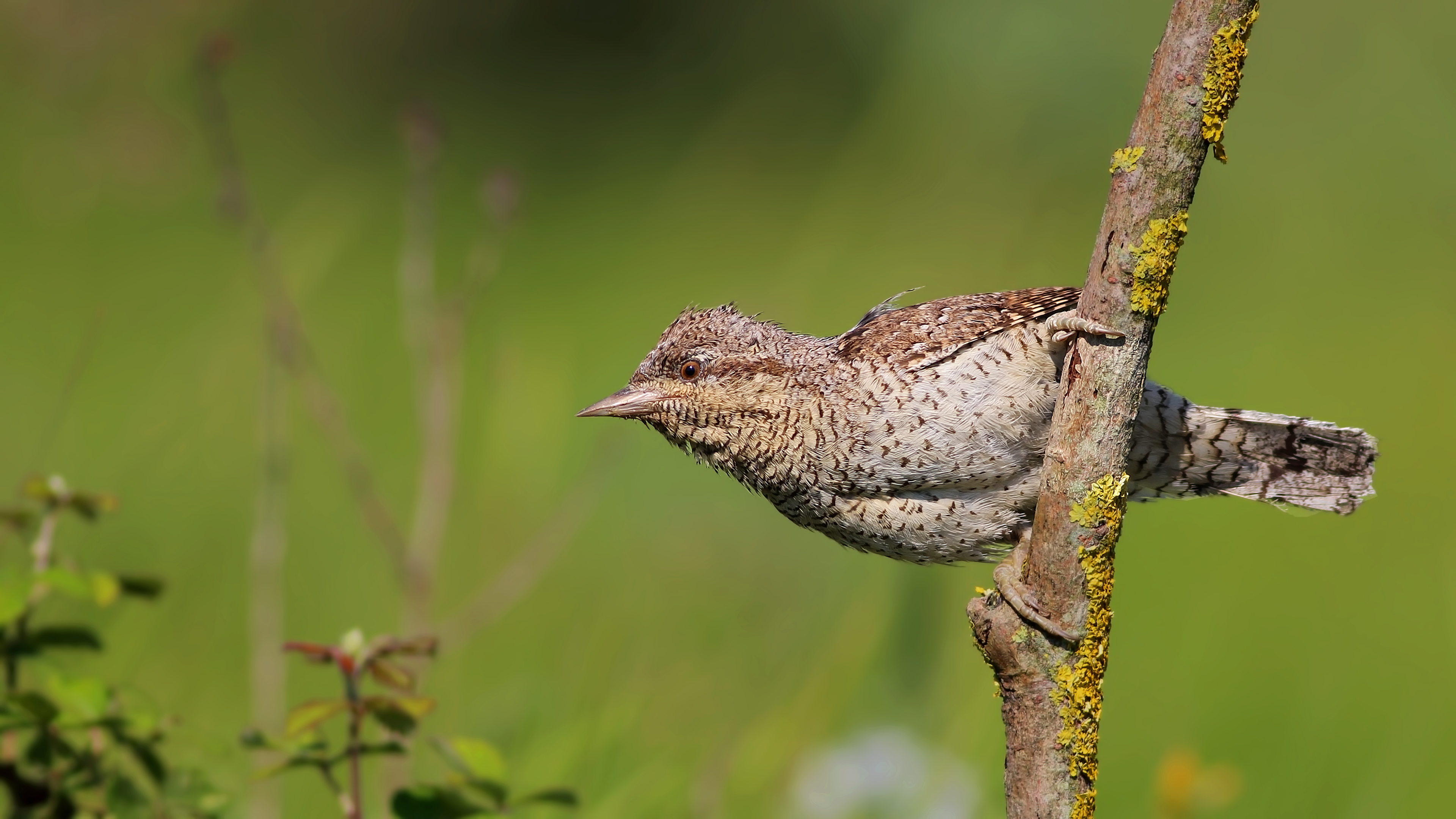 Eurasian Wryneck