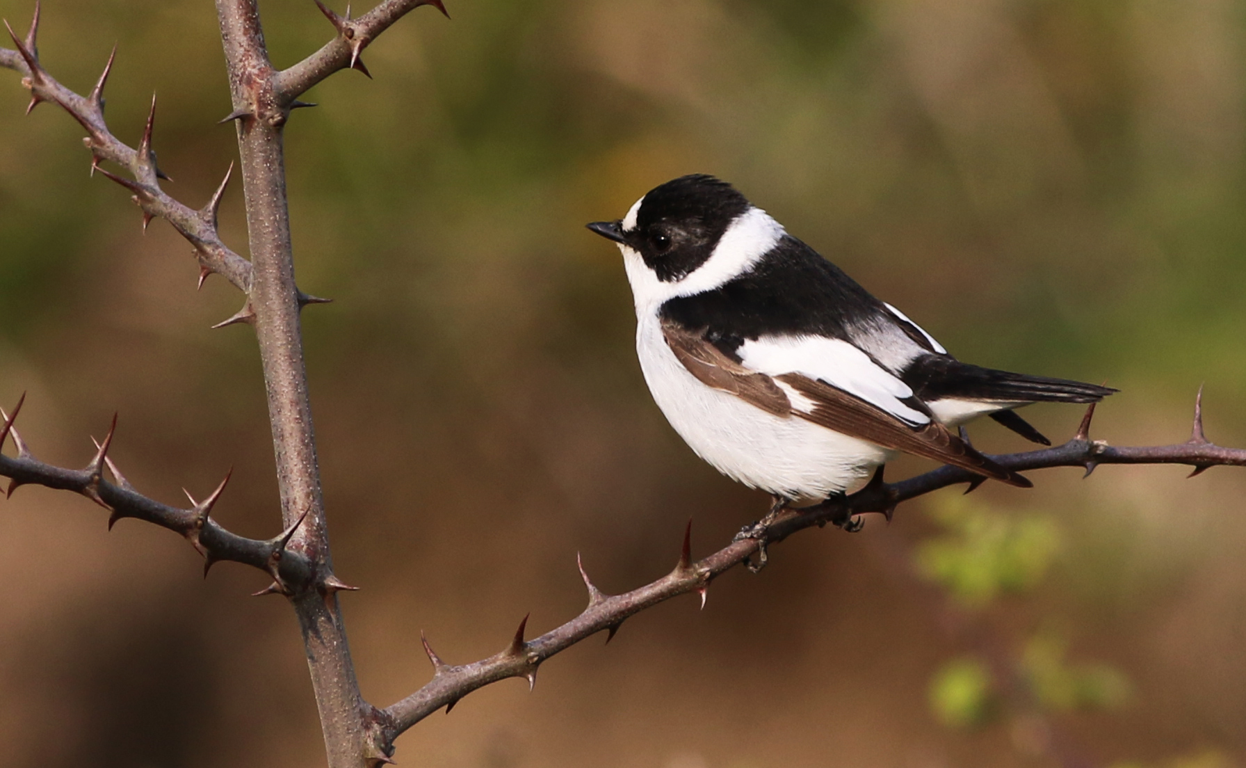Collared Flycatcher
