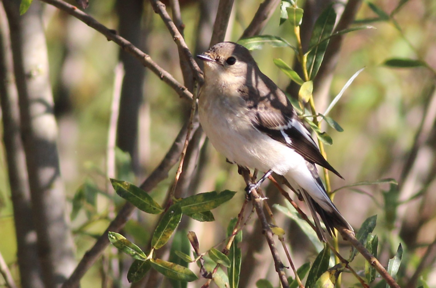 Collared Flycatcher