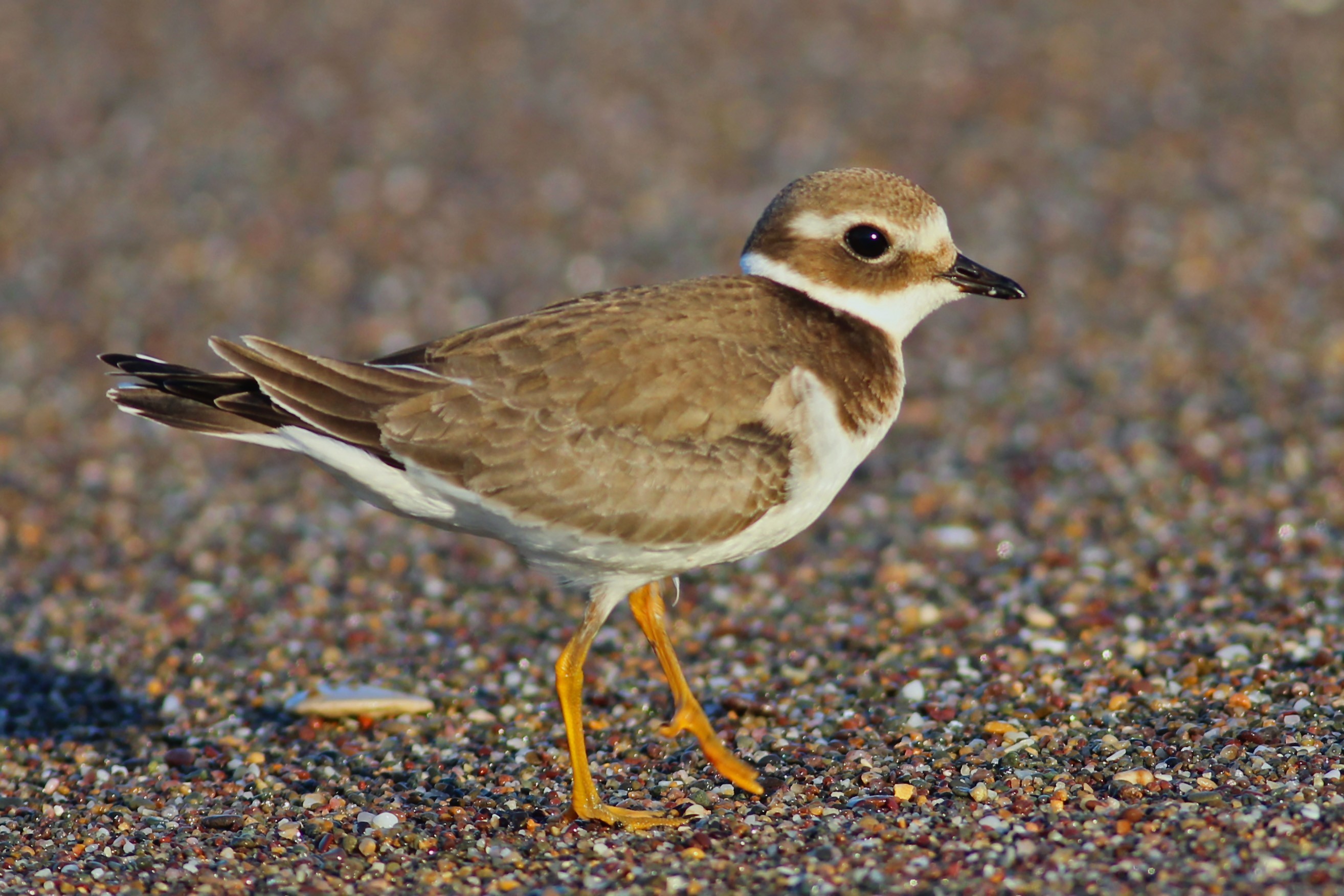 Common Ringed Plover