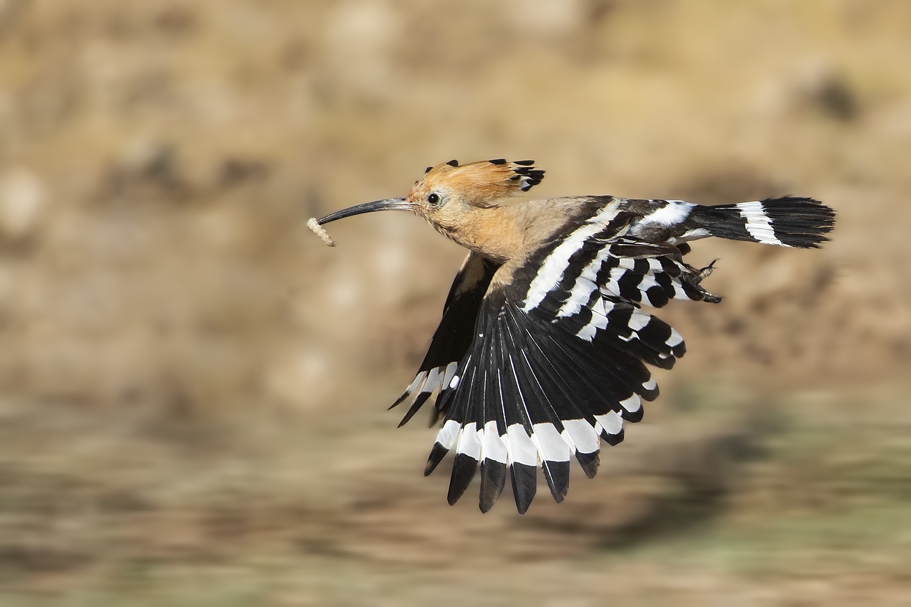 Eurasian Hoopoe