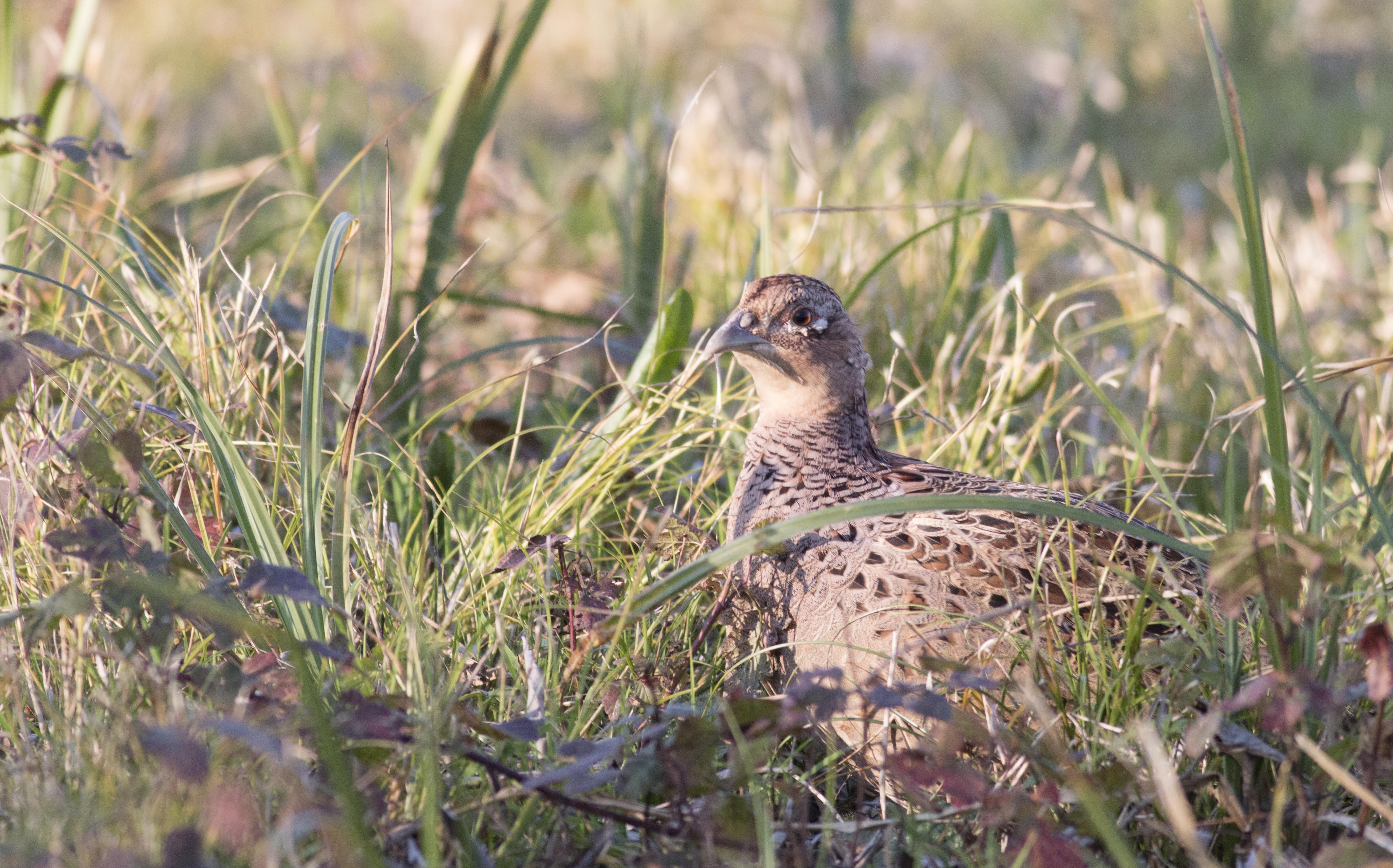 Ring-necked Pheasant