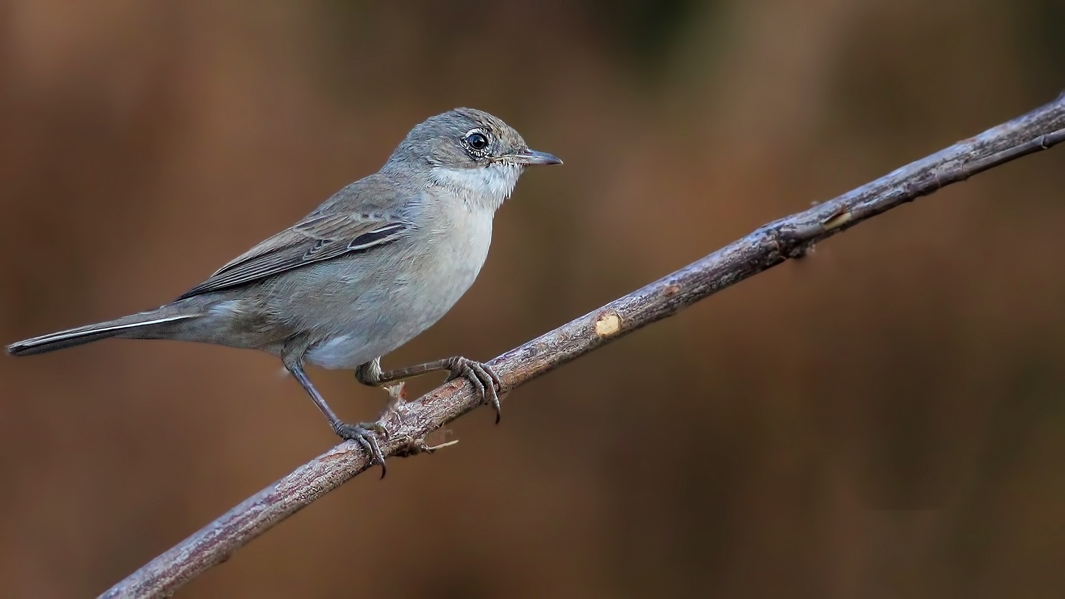 Greater Whitethroat