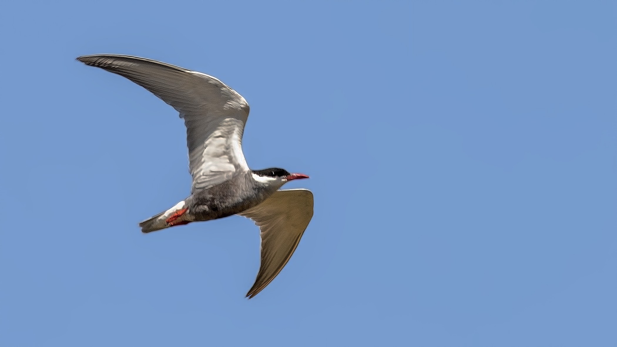 Whiskered Tern