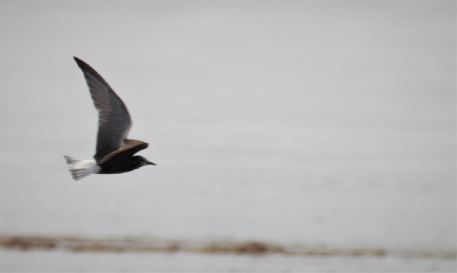 White-winged Tern