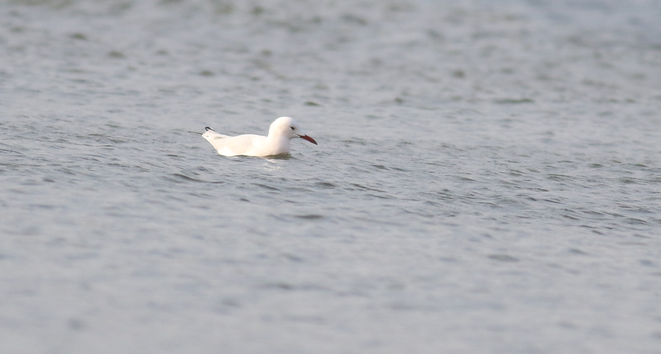 Slender-billed Gull