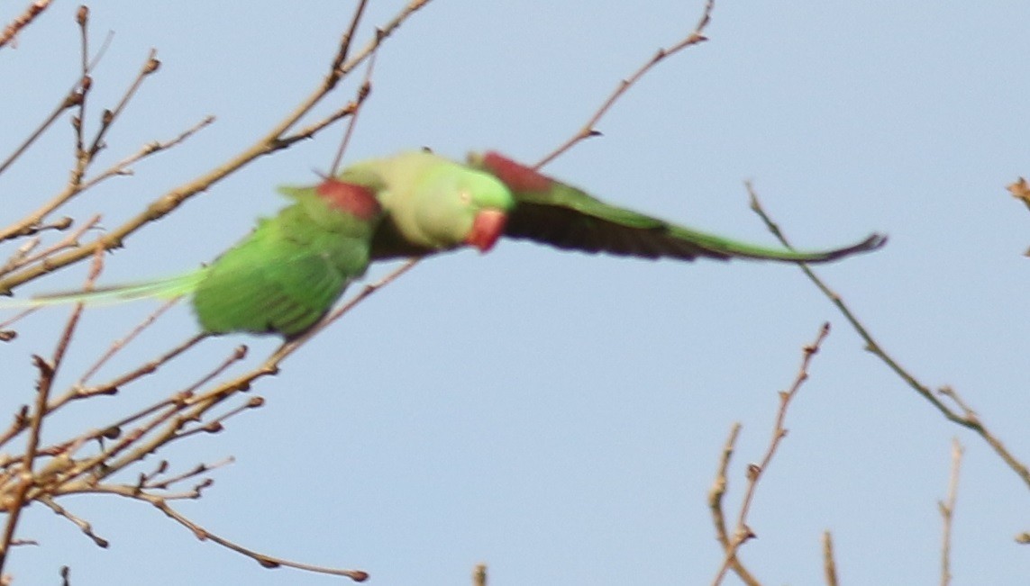 Alexandrine Parakeet