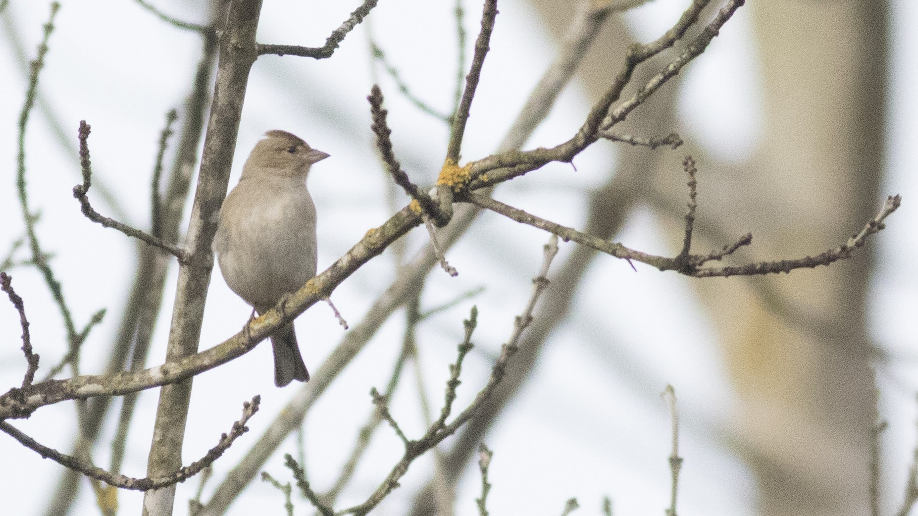 Common Chaffinch