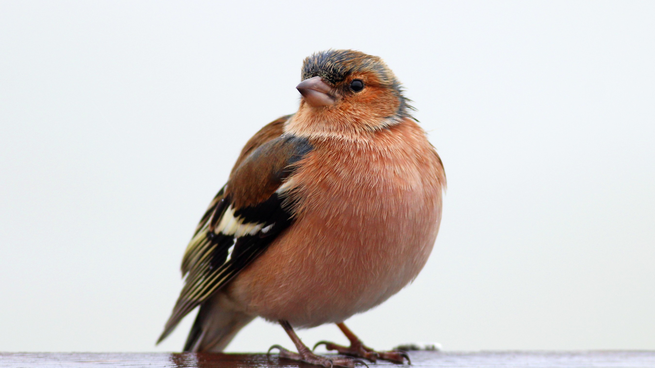 Common Chaffinch