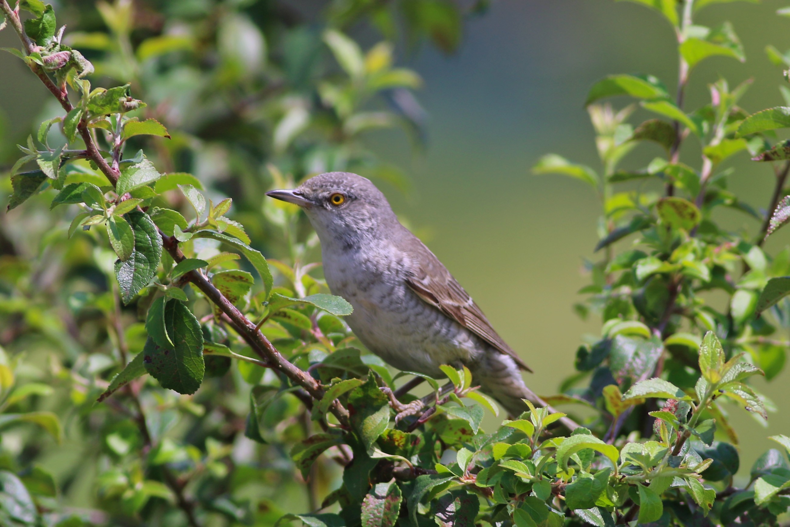 Barred Warbler