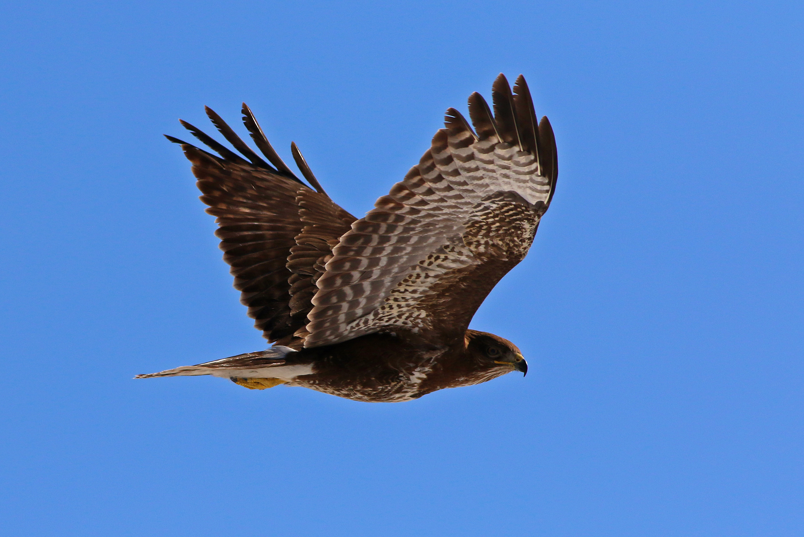 Common Buzzard