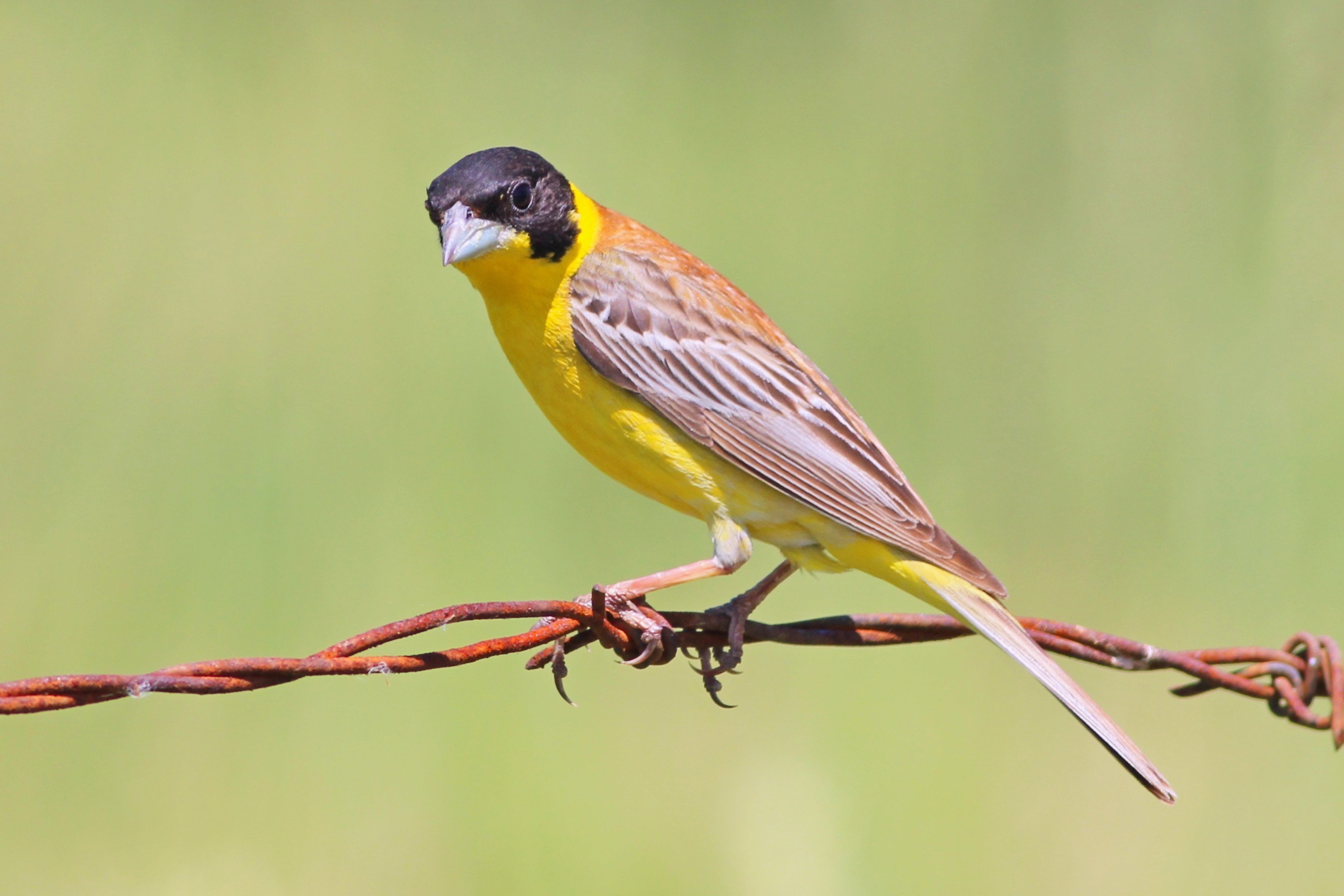 Black-headed Bunting