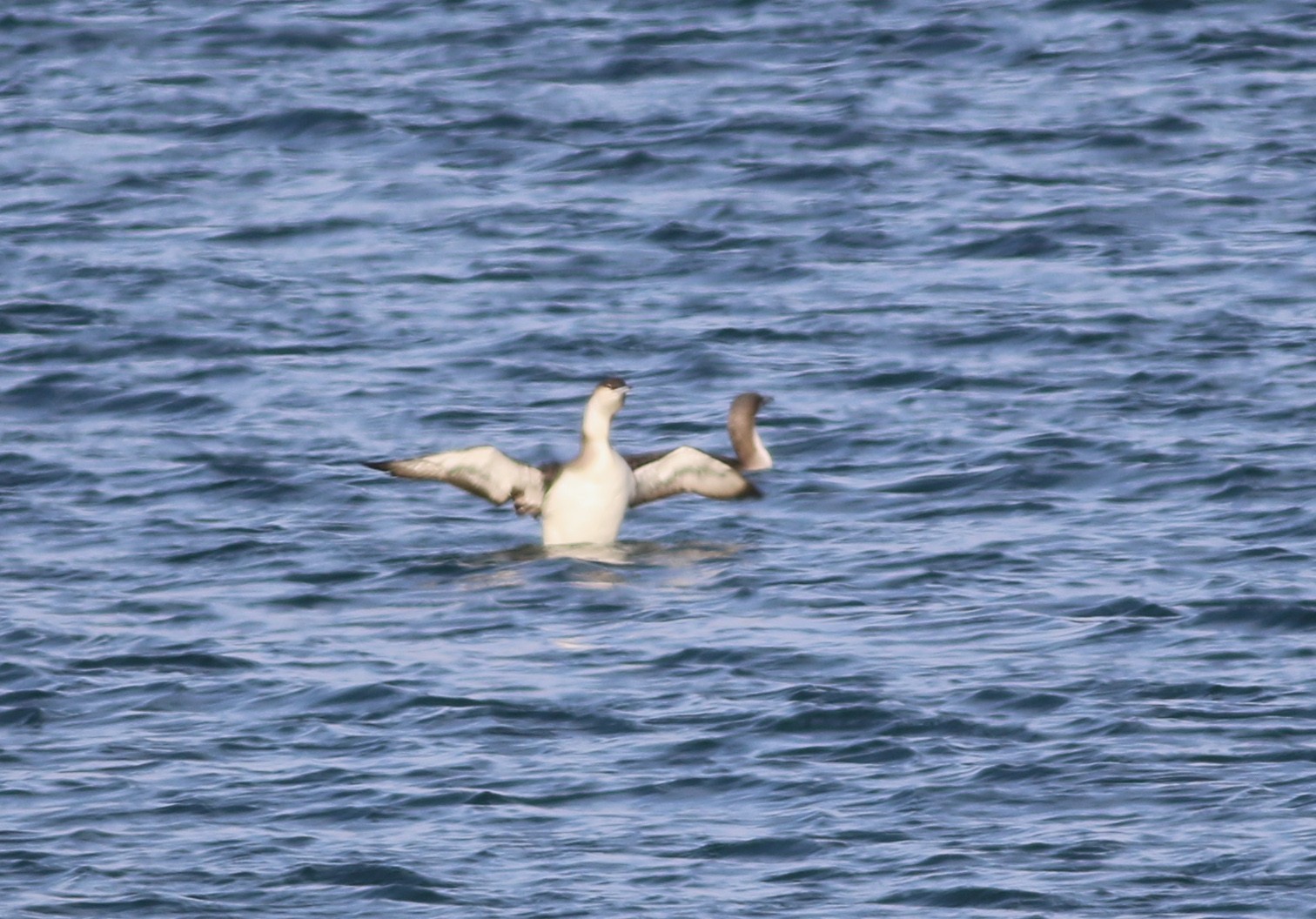 Arctic Loon