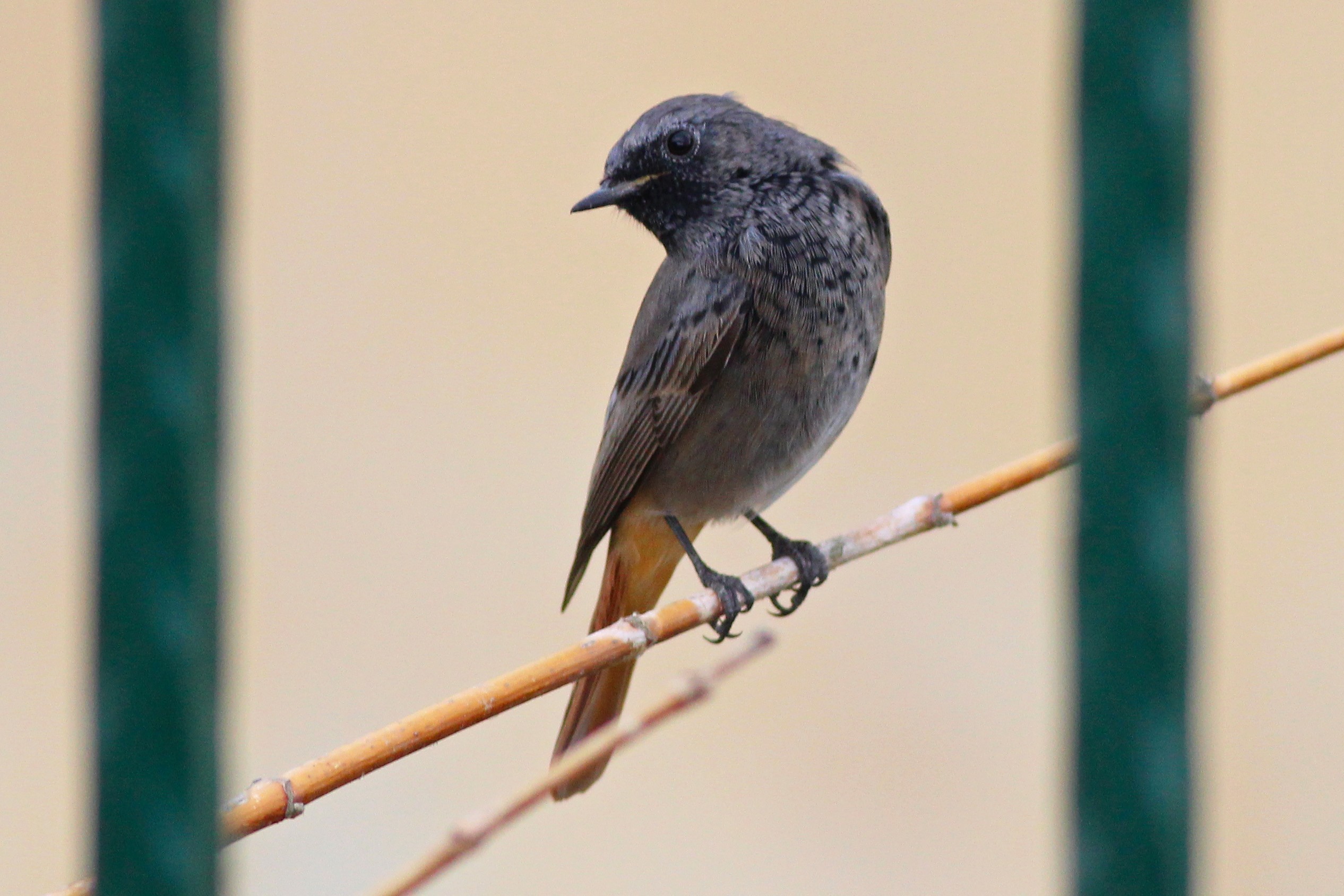 Black Redstart