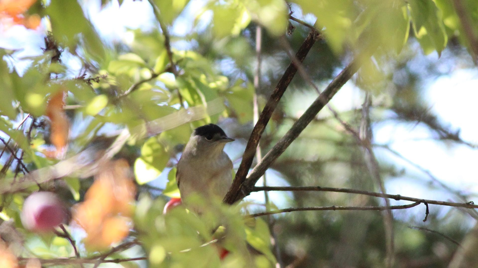 Eurasian Blackcap