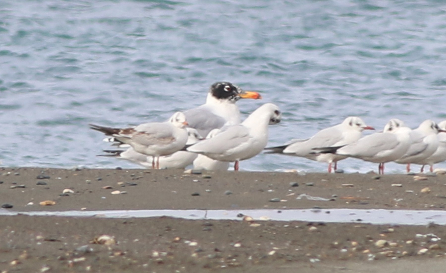 Pallas's Gull