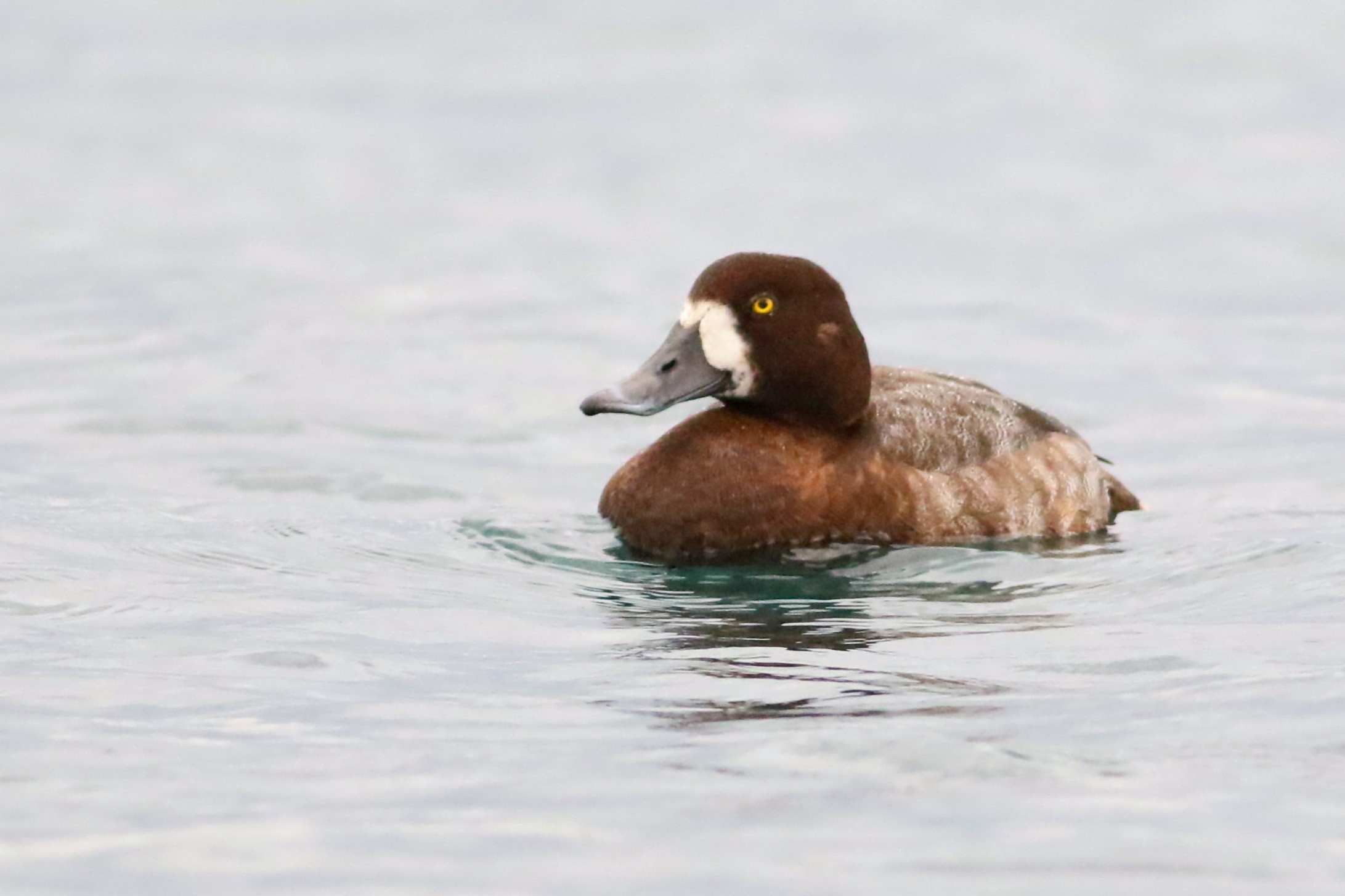 Greater Scaup