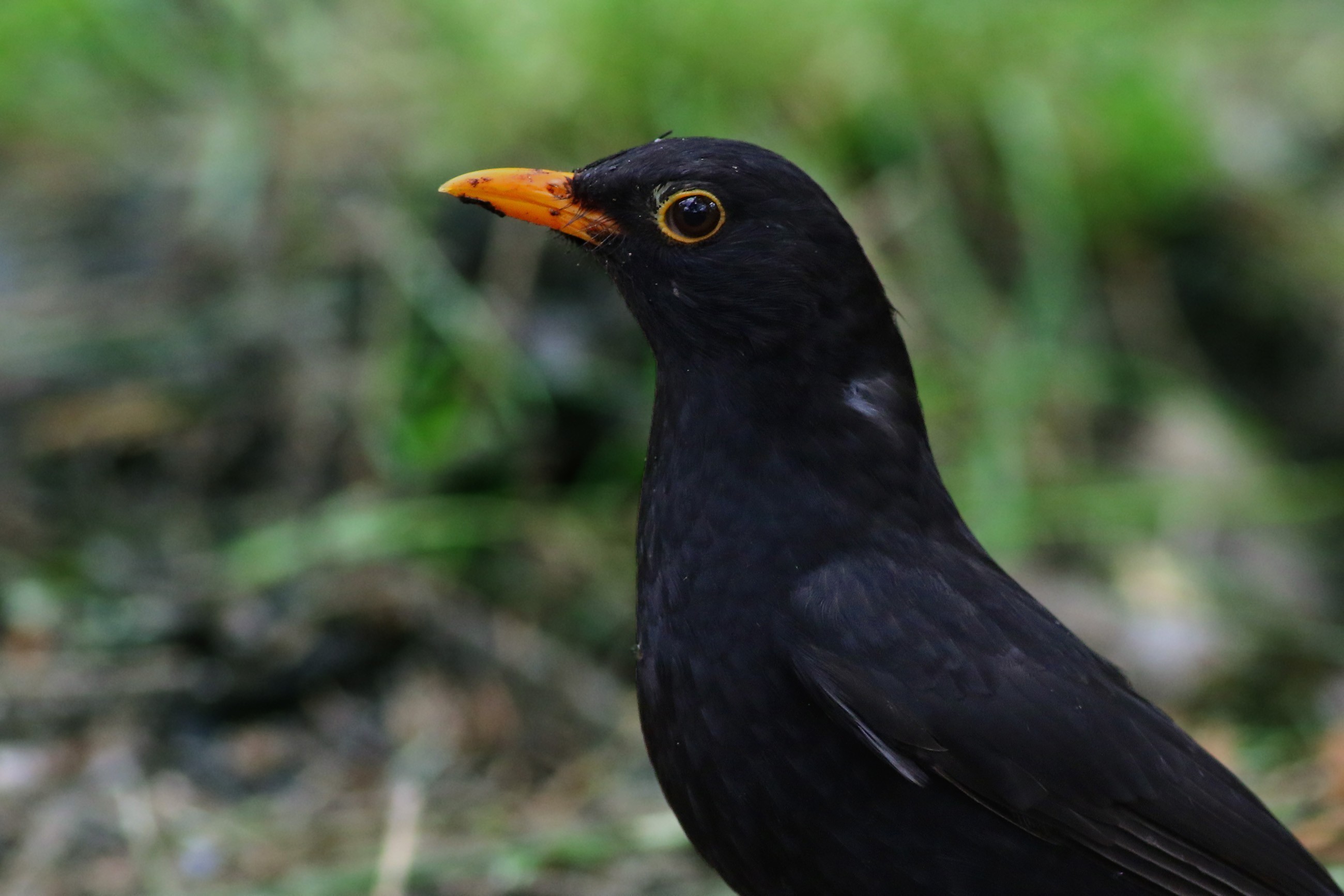 Eurasian Blackbird