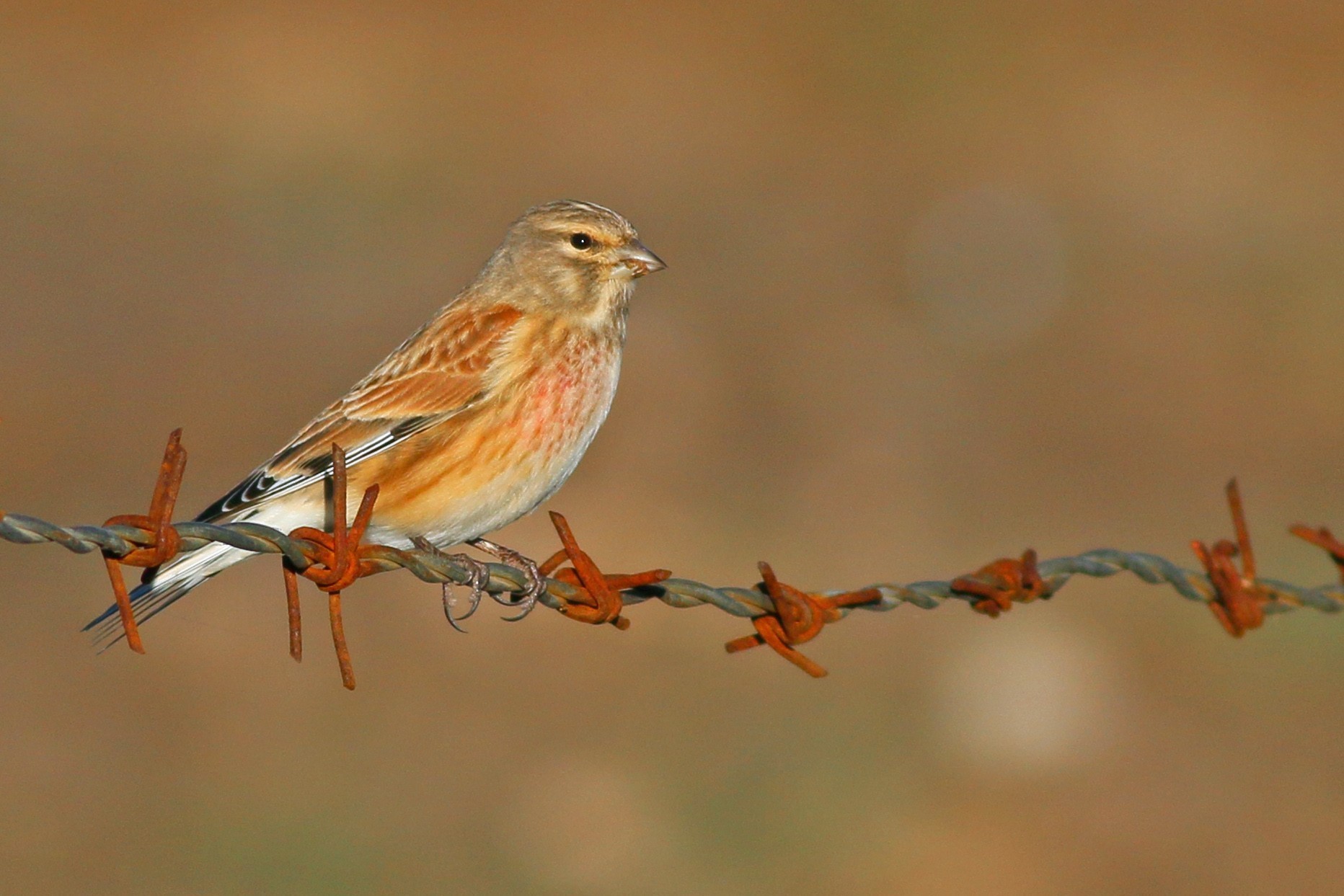 Eurasian Linnet