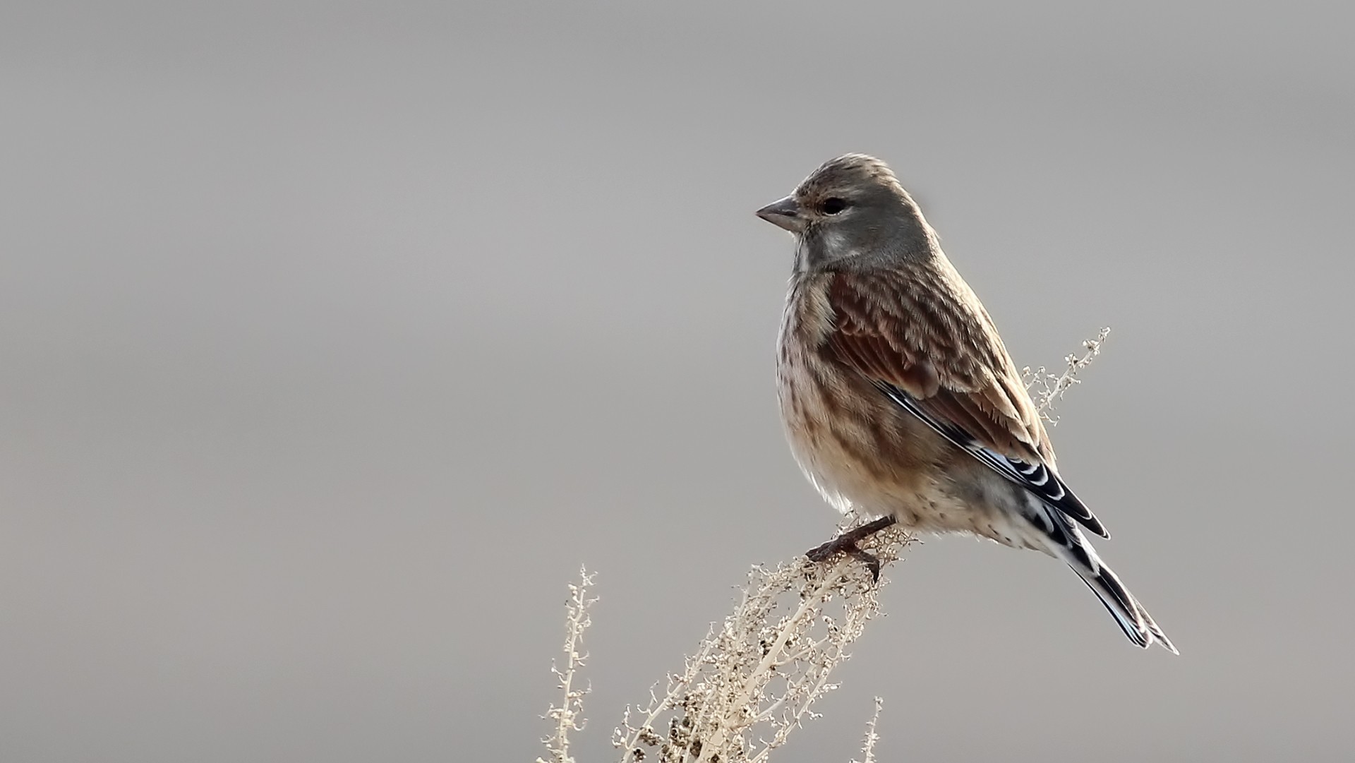 Eurasian Linnet