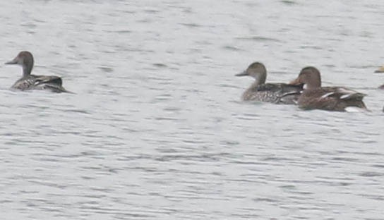 Northern Pintail