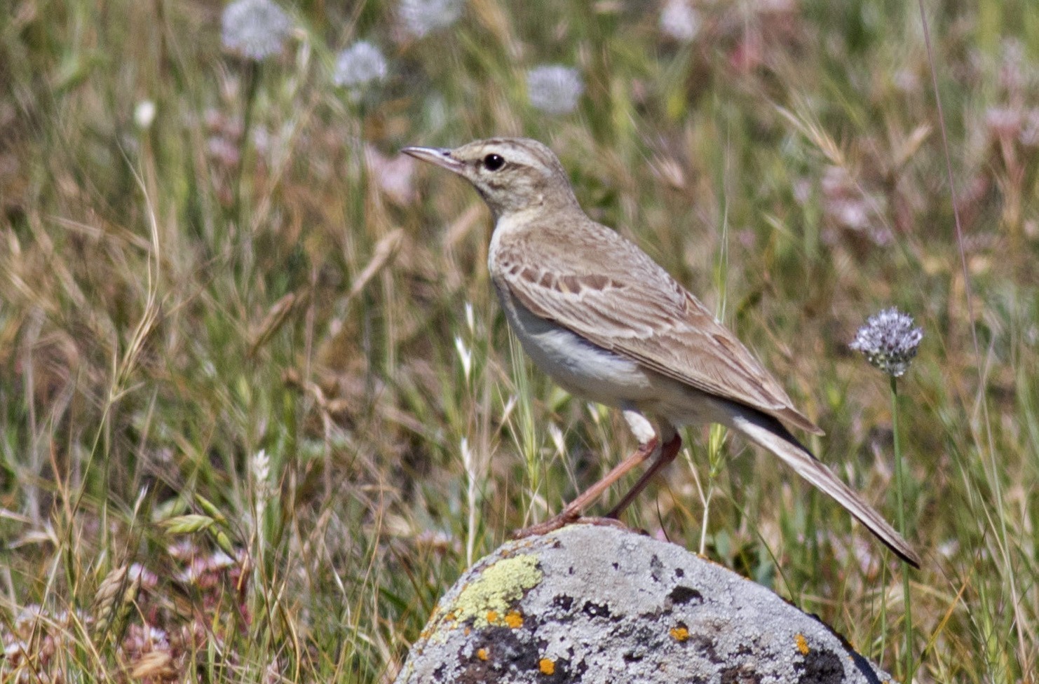 Tawny Pipit