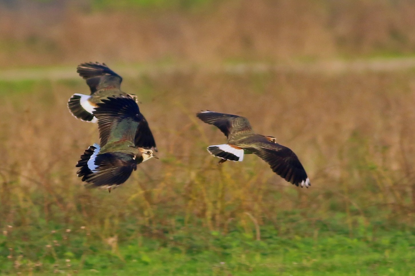Northern Lapwing