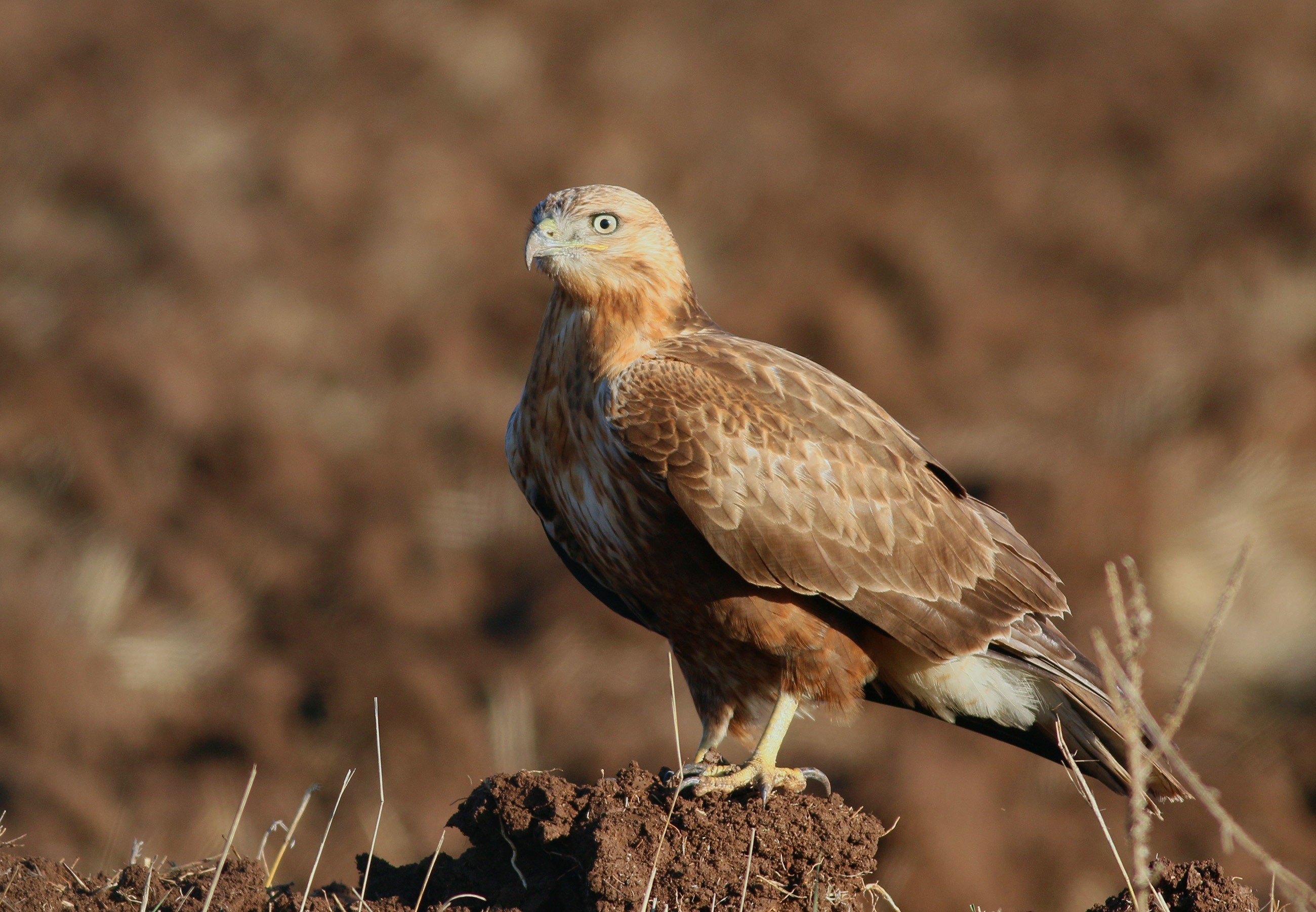 Long-legged Buzzard